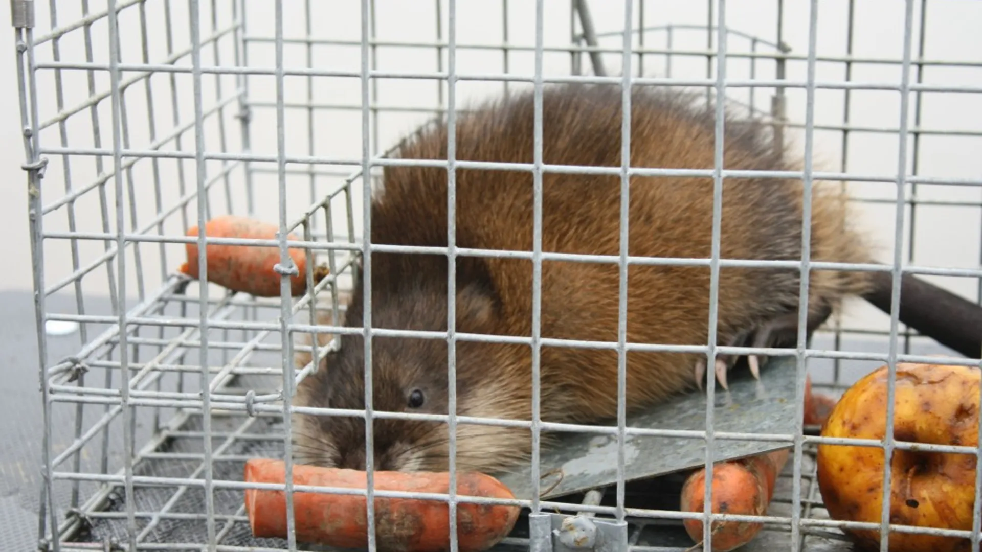 muskusrat_07.jpg