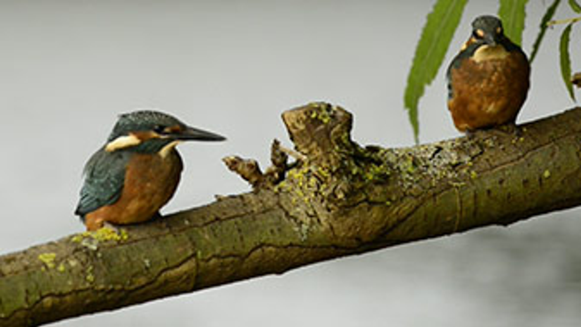 ijsvogel