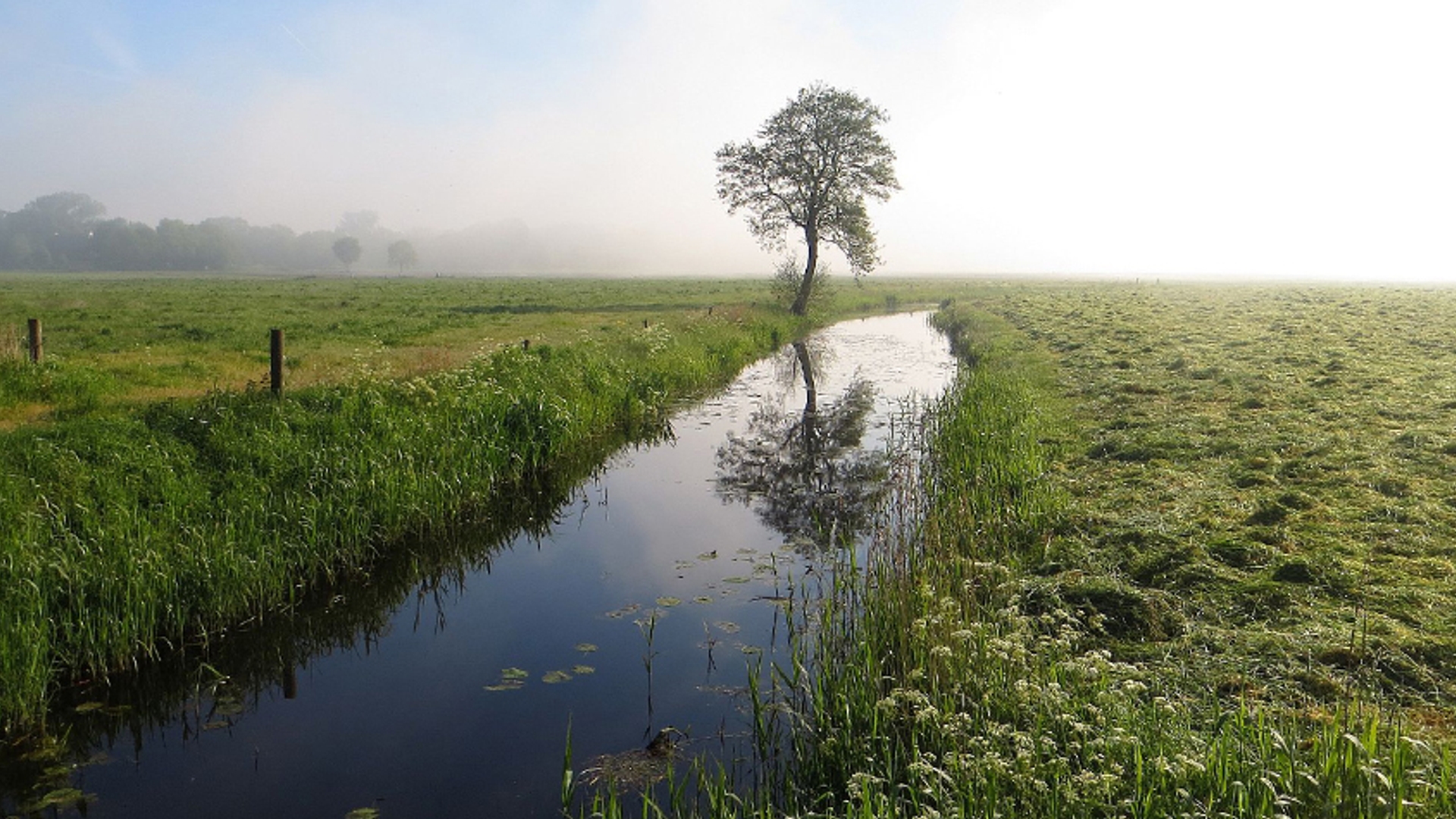 friesland