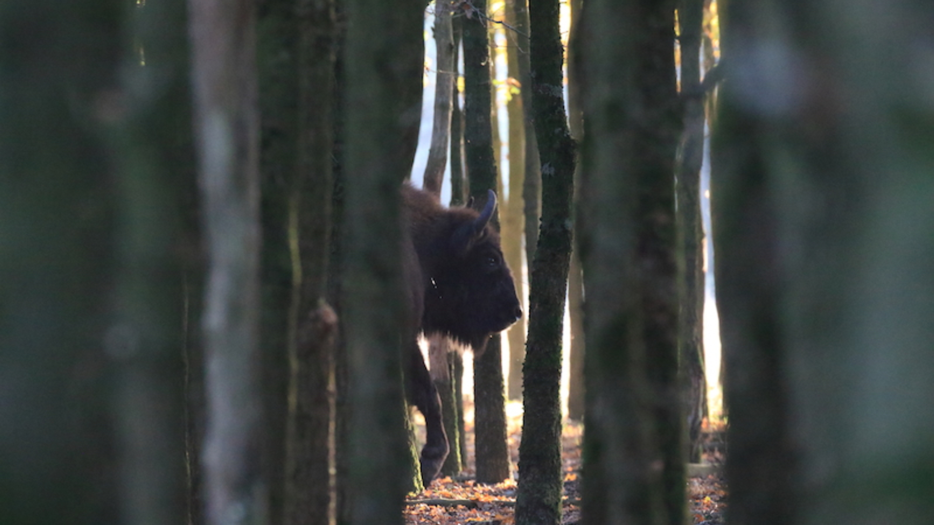Maashorst wisent
