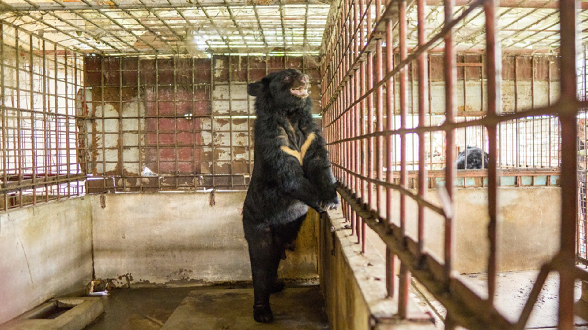 beer galindustrie World Animal Protection