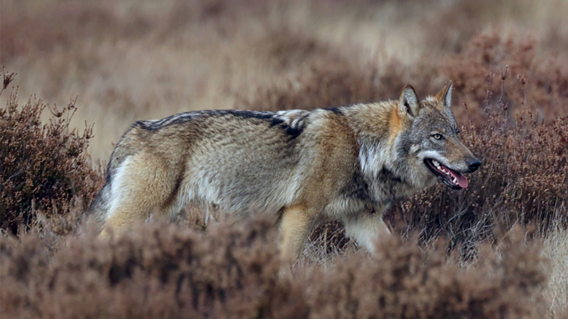 Wolf door Monique Jansen