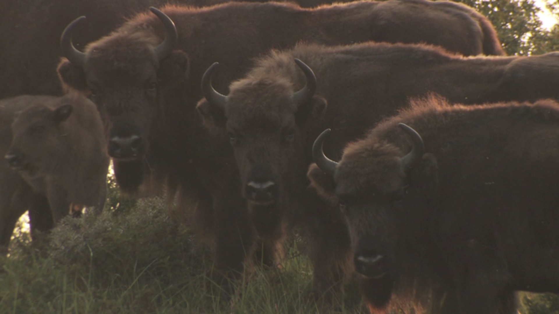 wisent_04.jpg