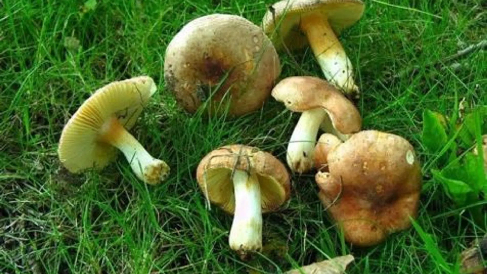 vergelende_netspoorrussula-martijn_oud.jpg