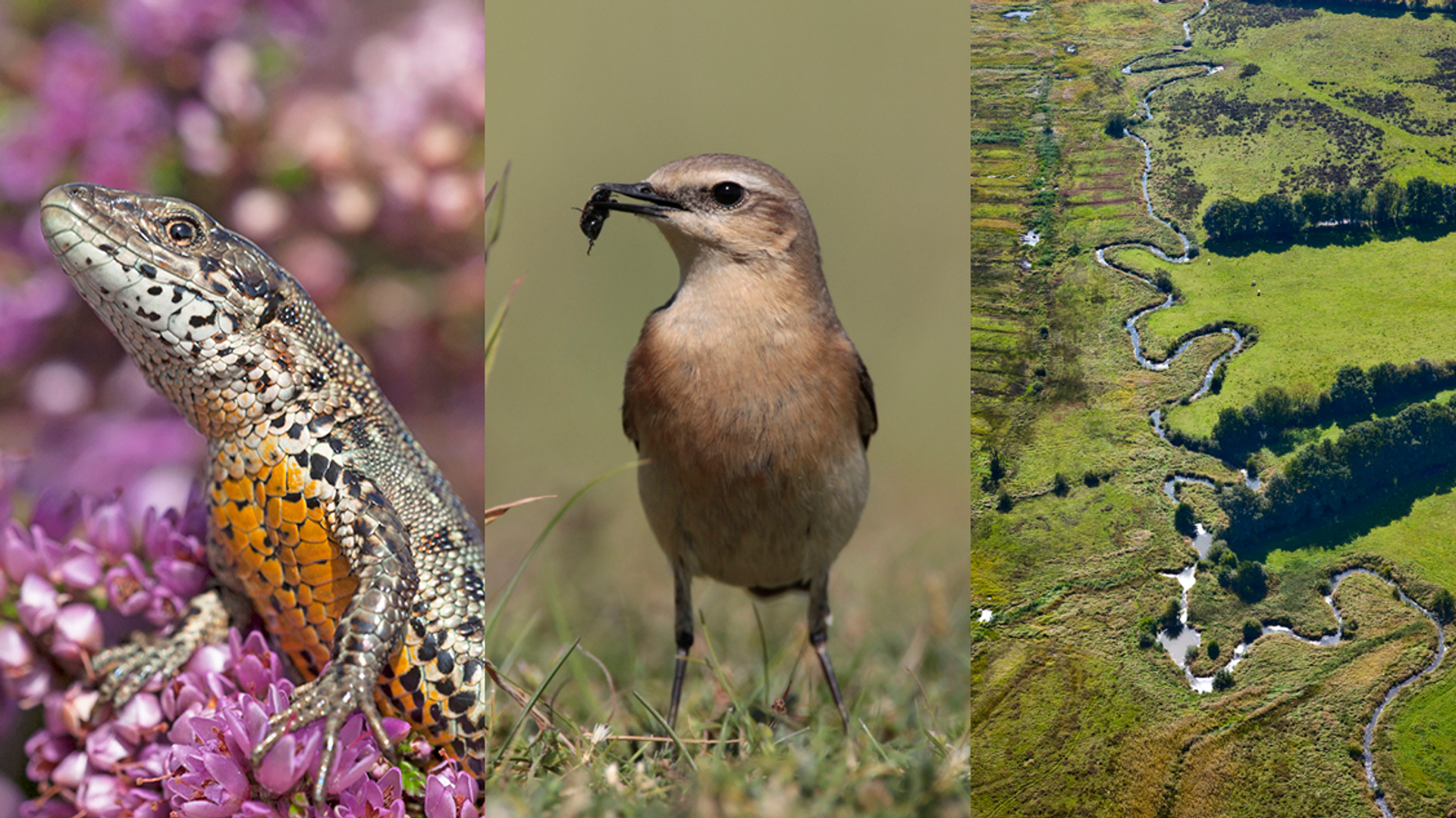 Nederlandse_natuur (niet hergebruiken)