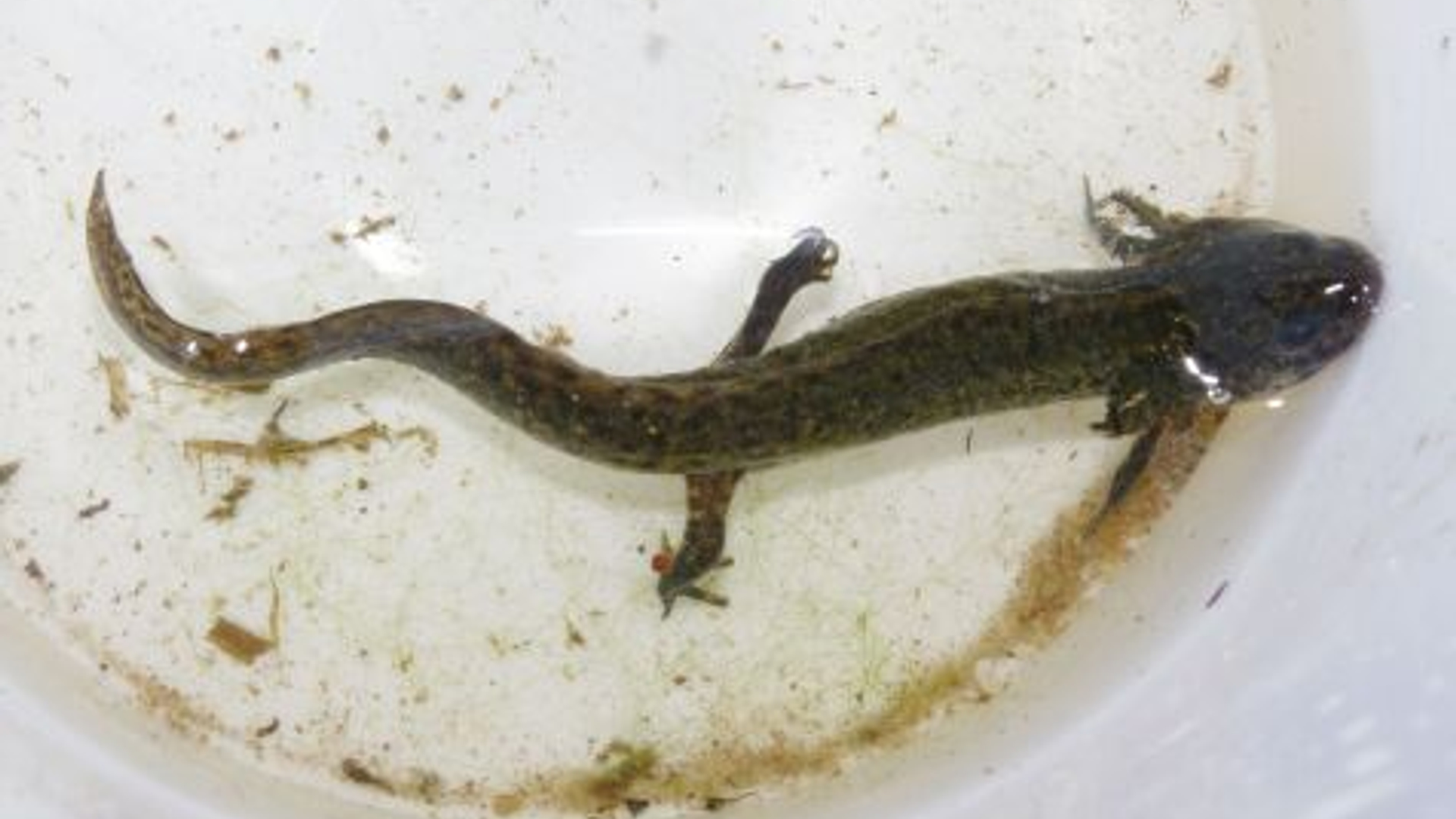 neotene-alpenwatersalamander.jpg