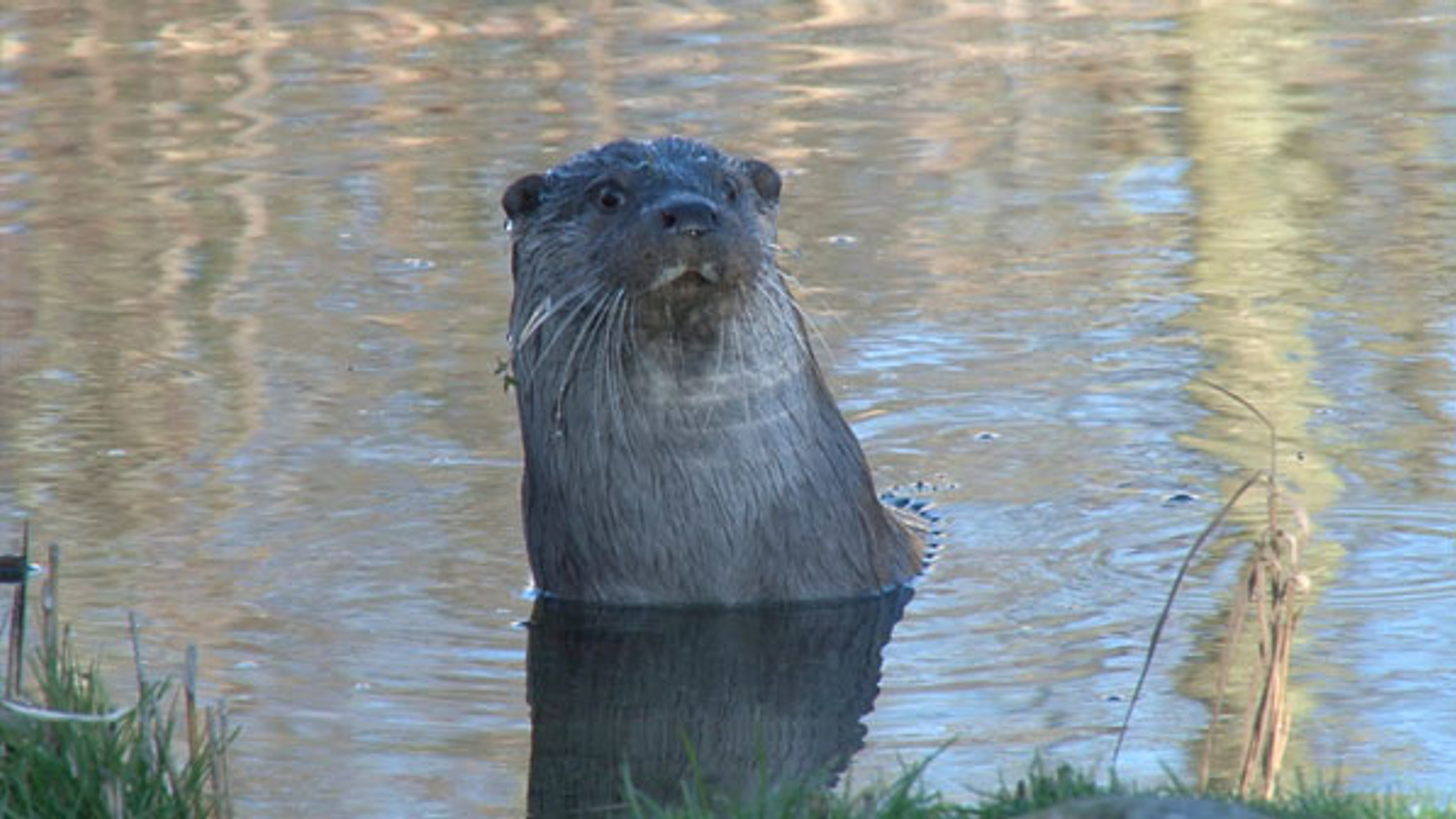 ottersporen.jpg