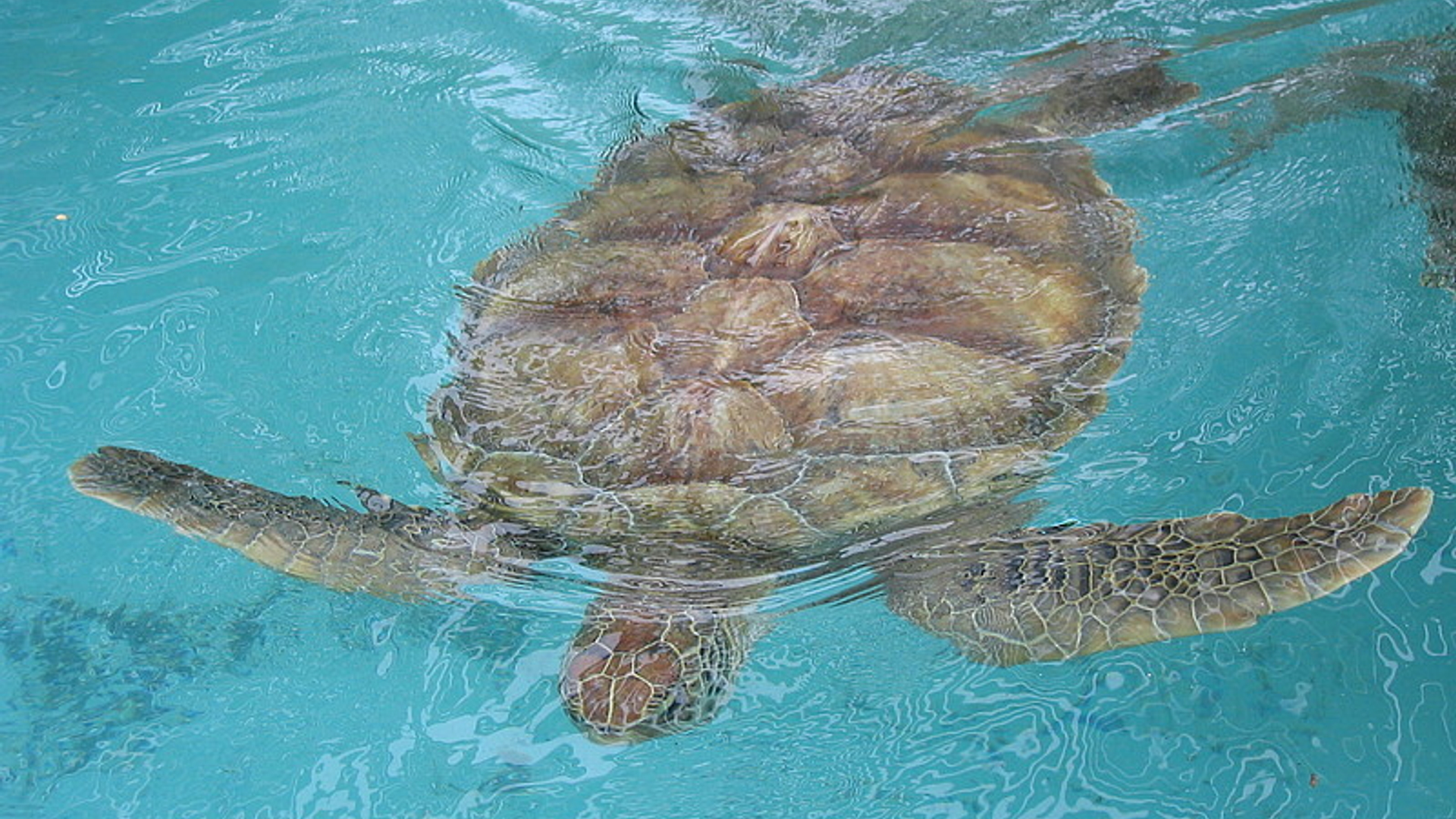 schildpad_17.jpg
