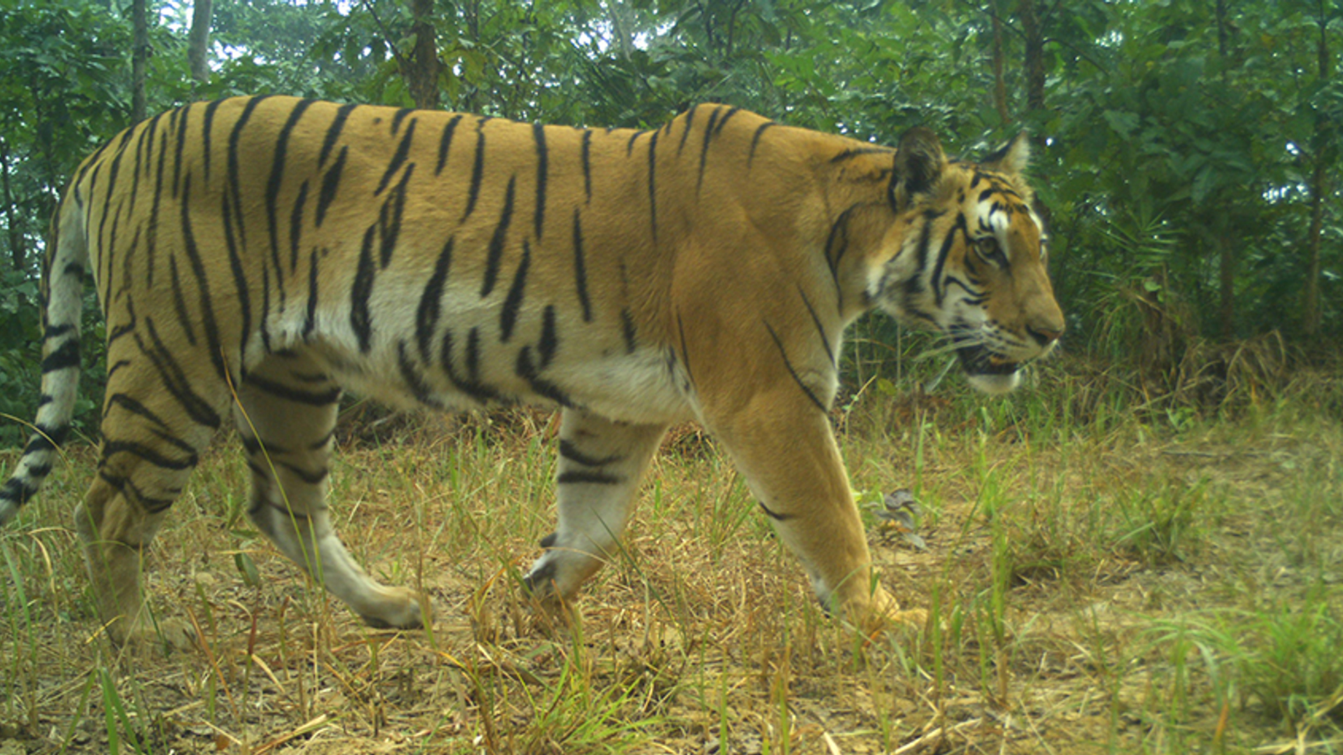 tijger nepal