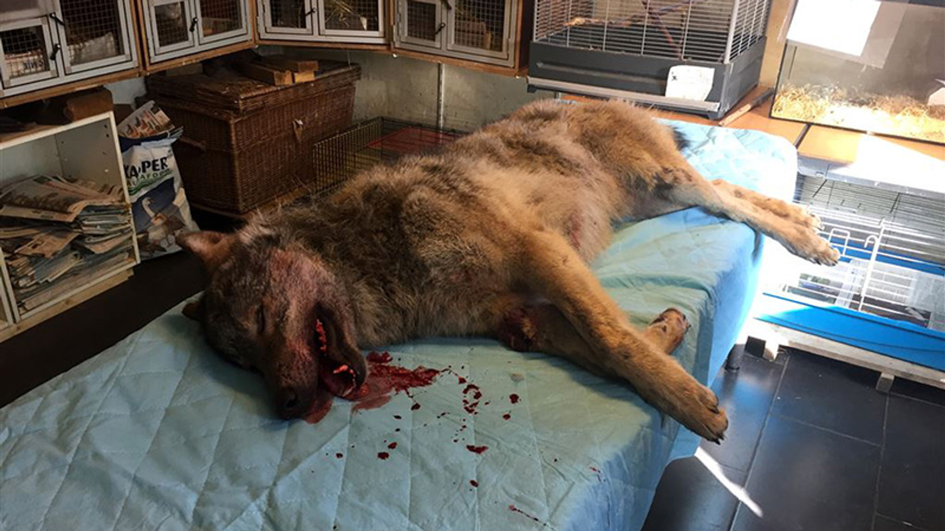 wolf-ANP-NIETHERGEBRUIKEN