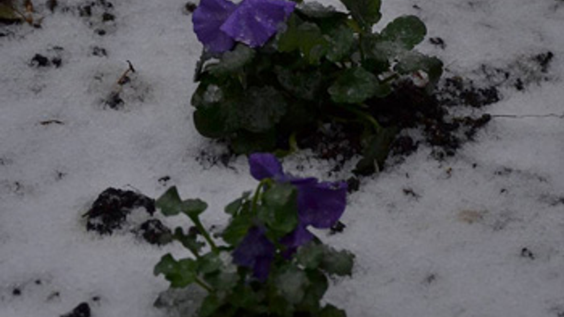 bloemsneeuw.jpg