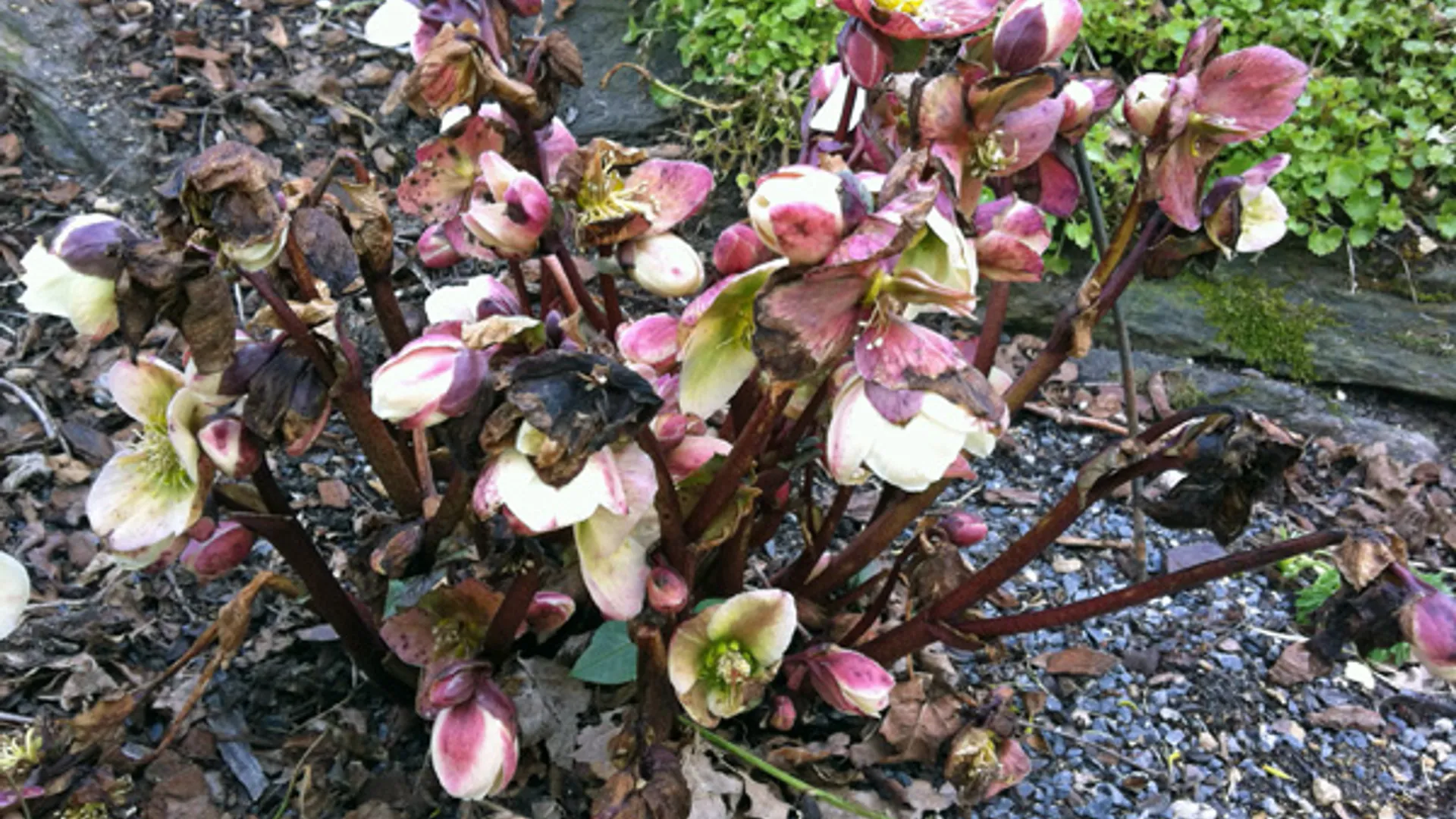 helleborus_vorstschade.jpg