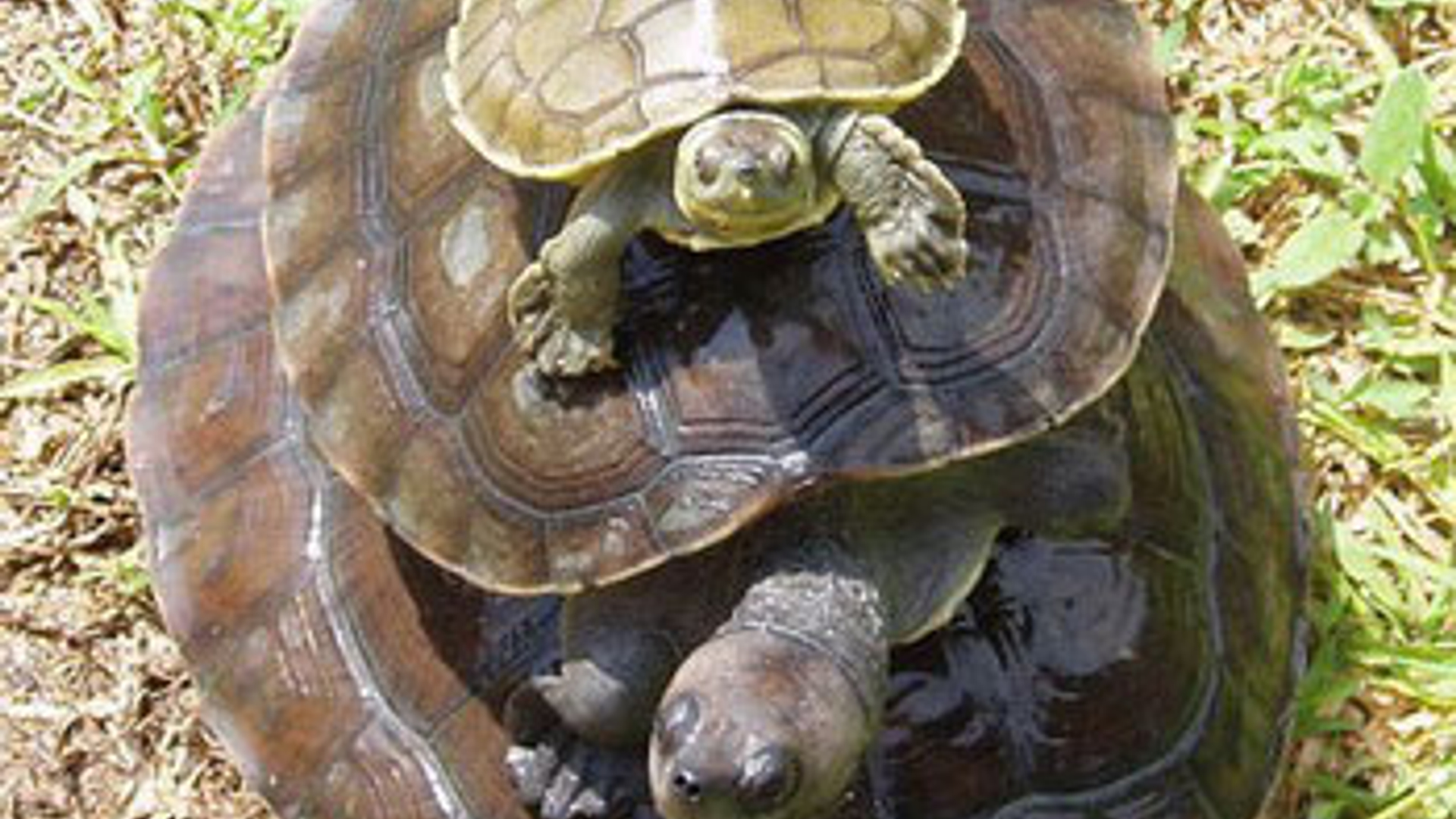 schildpad_04.jpg