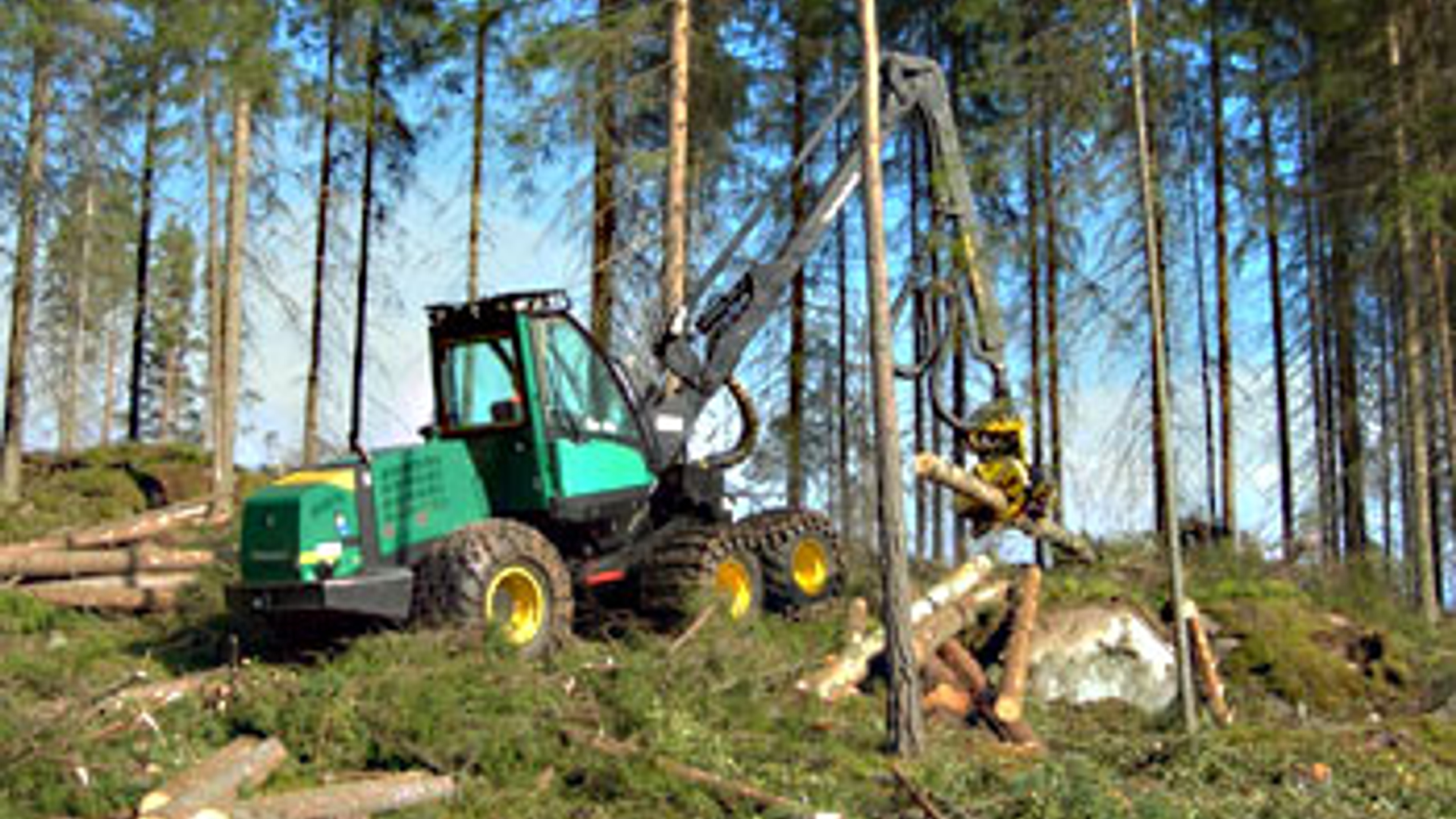 bosbouw.jpg