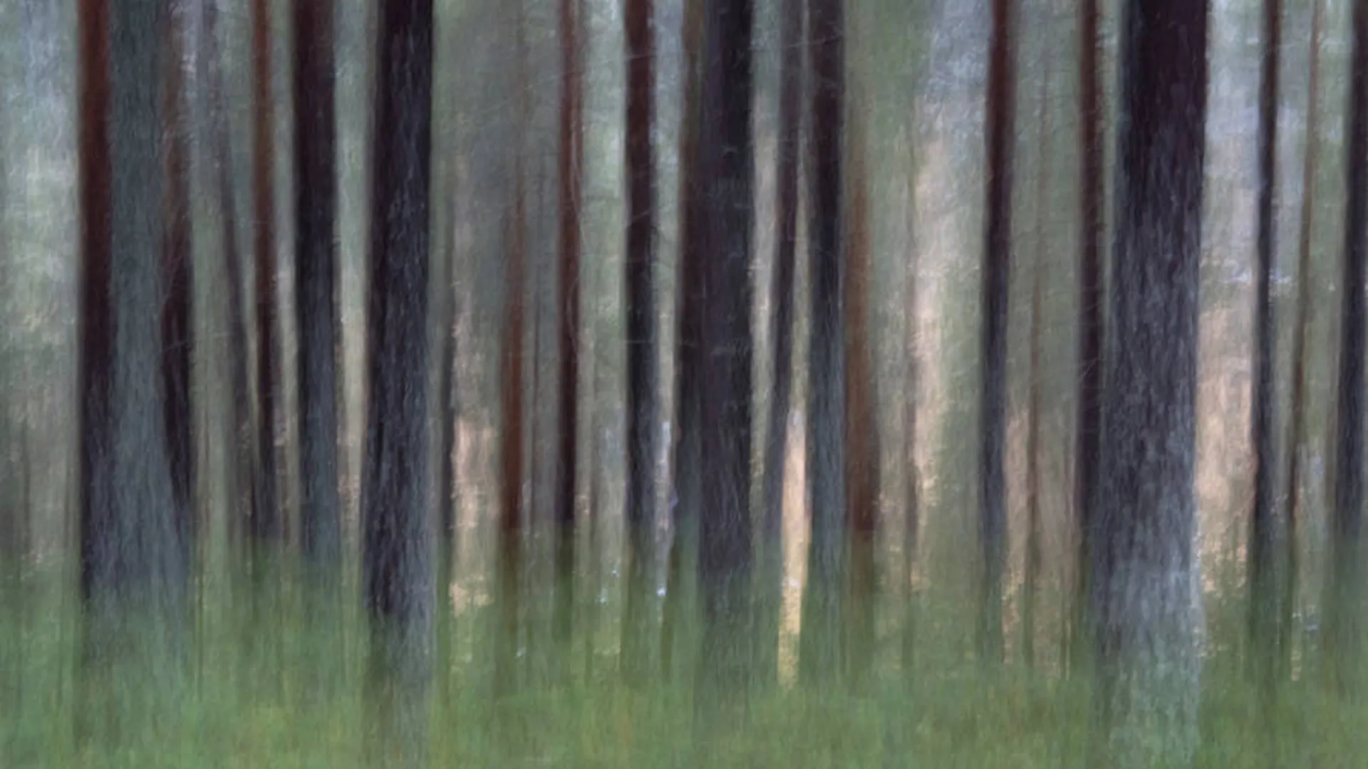 bomen_06.jpg