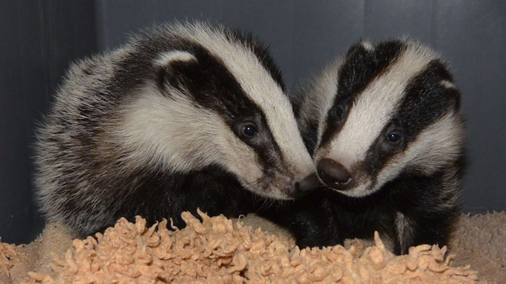 DSC_9422© Rob Buiter