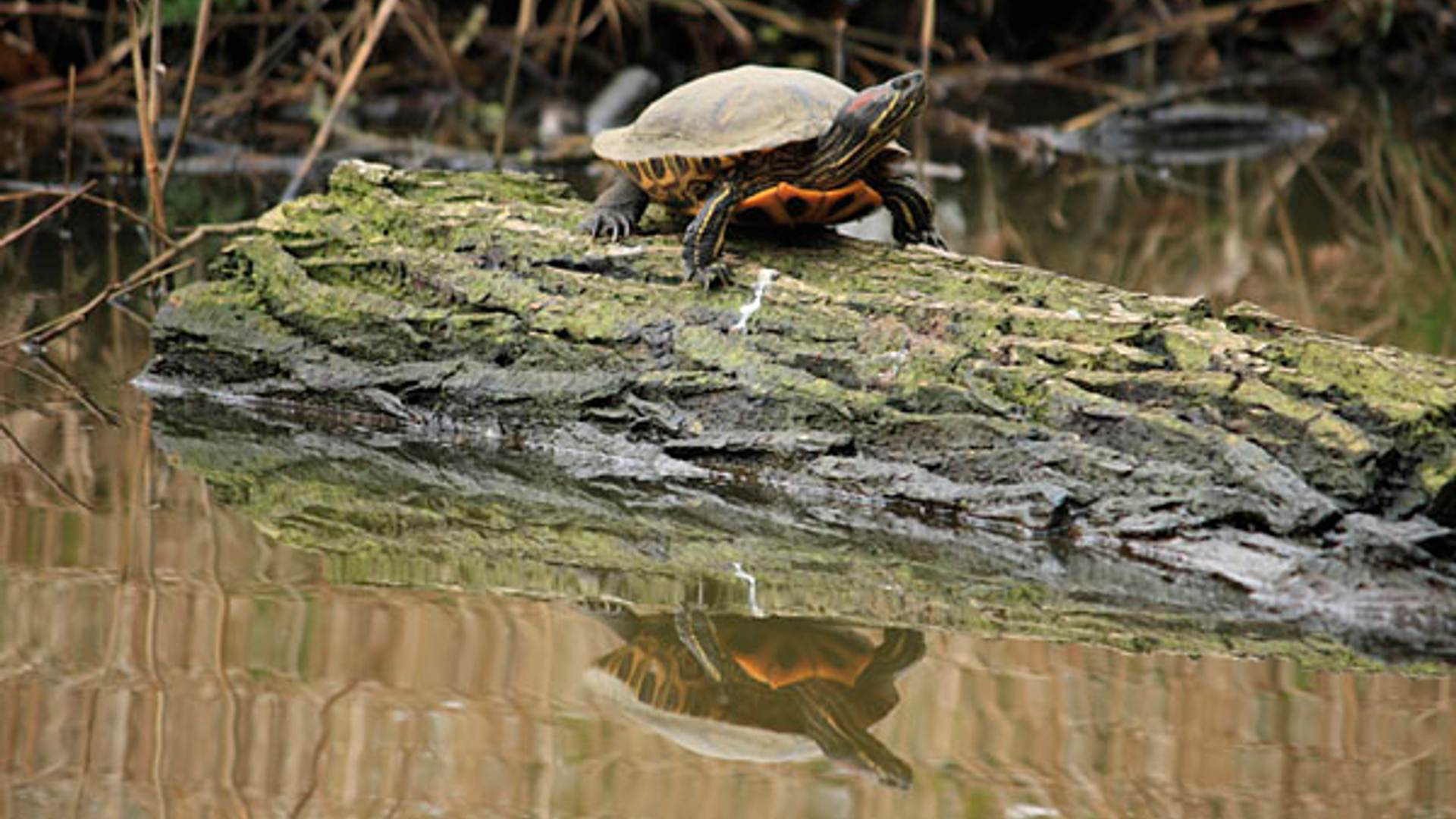 roodwangschildpad_FrancinaD_240310.jpg