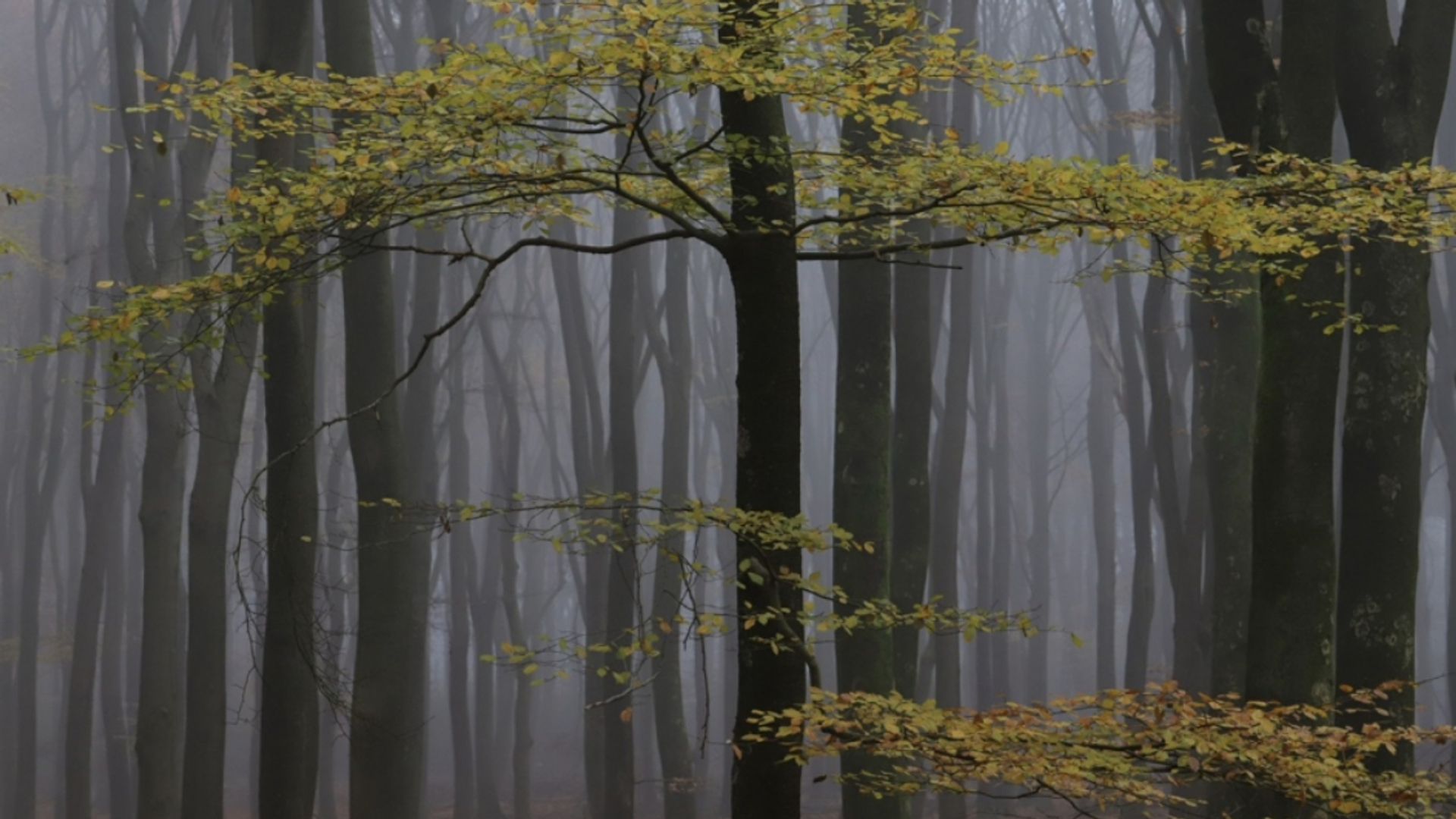 bos_van_de_dansende_bomen_huubverbeek_RS