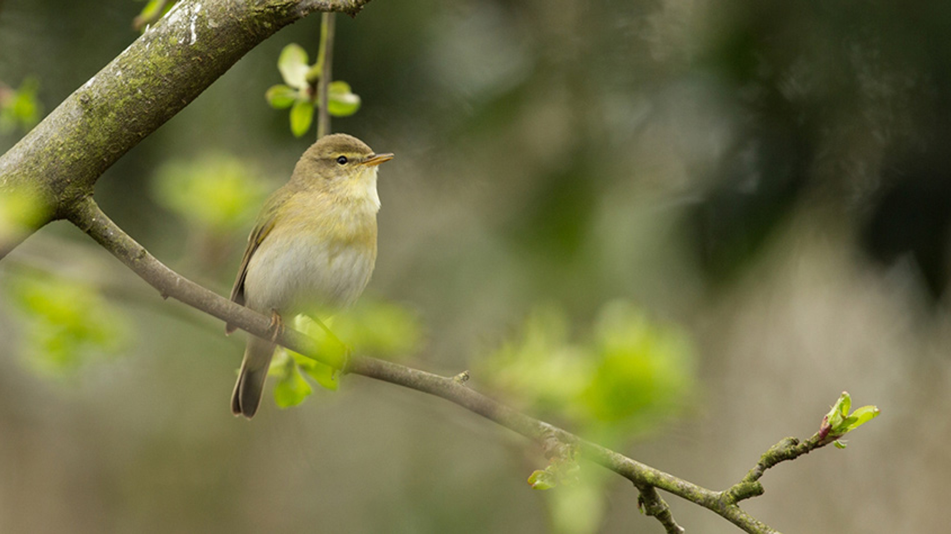 Fitis - cursus vogelzang