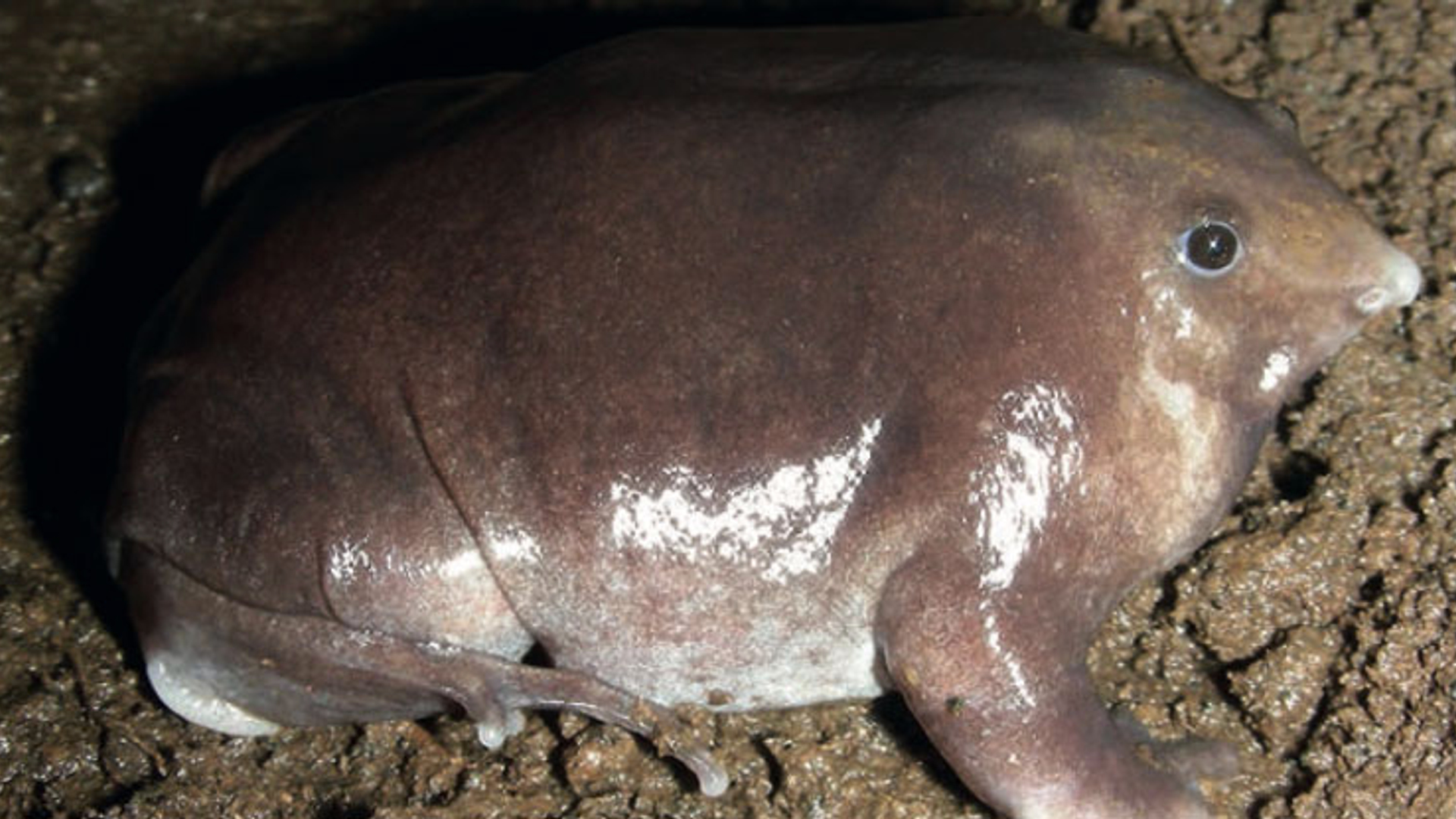 Nasikabtrachus Bhupathy