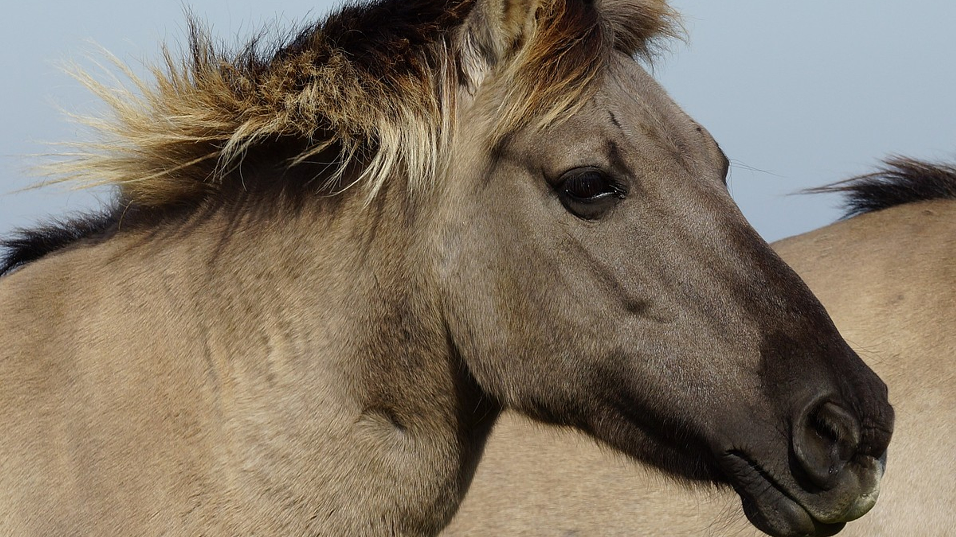 konik1.jpg