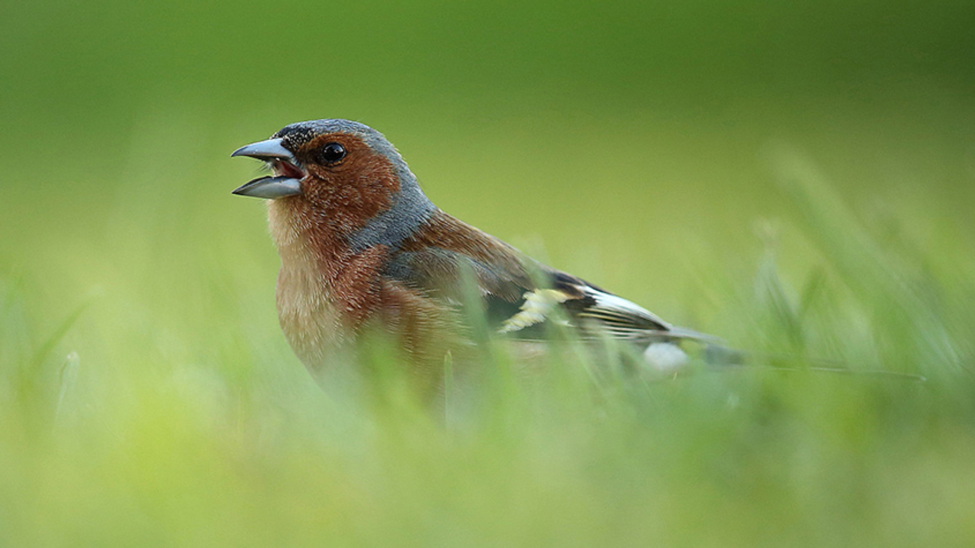 vink