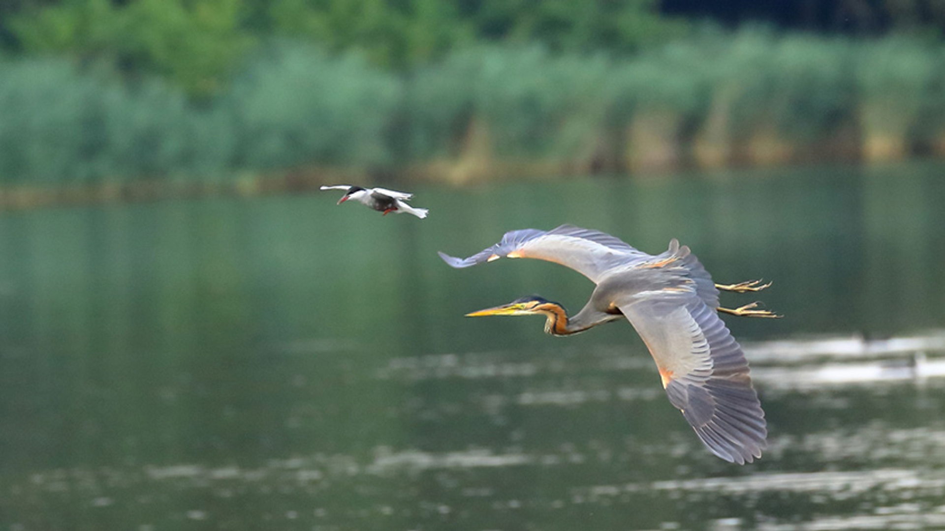 Purperreiger