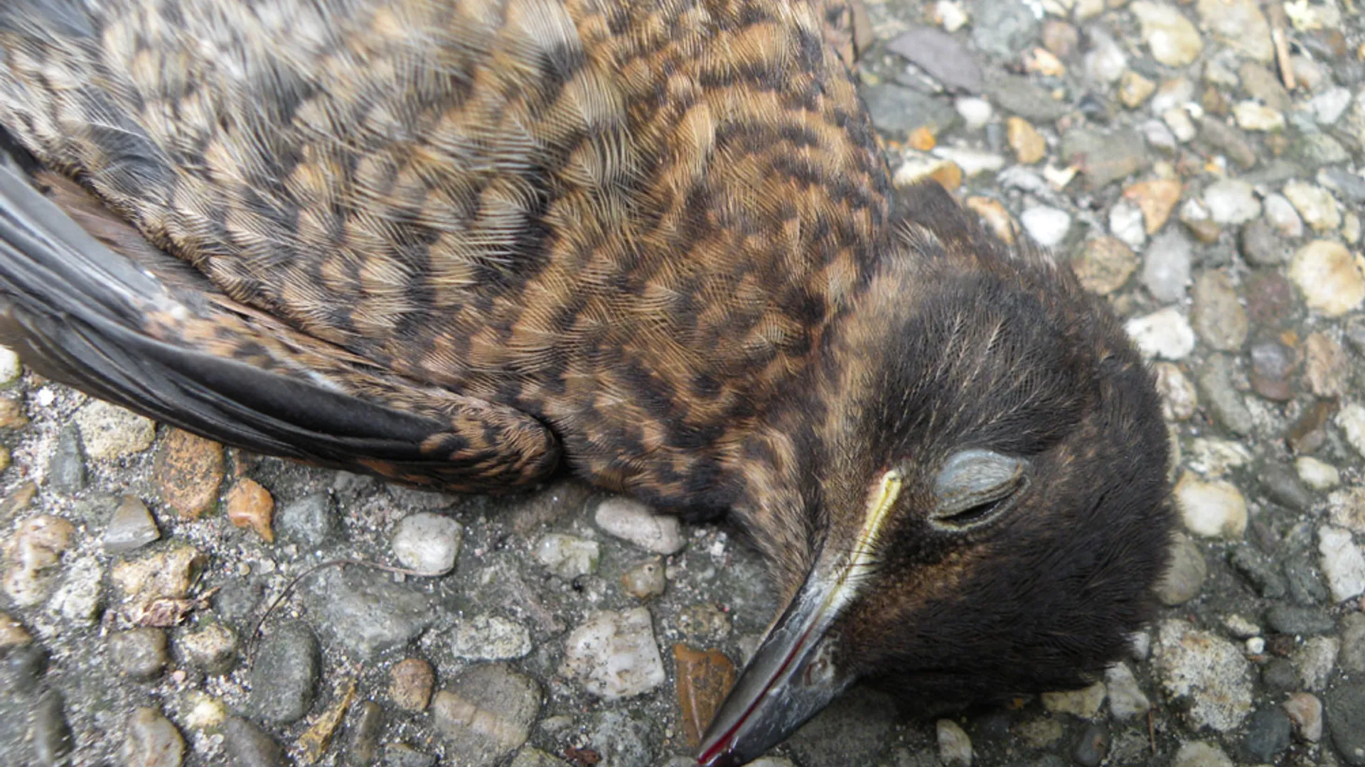 doodjongLex_en_Luca3659.jpg