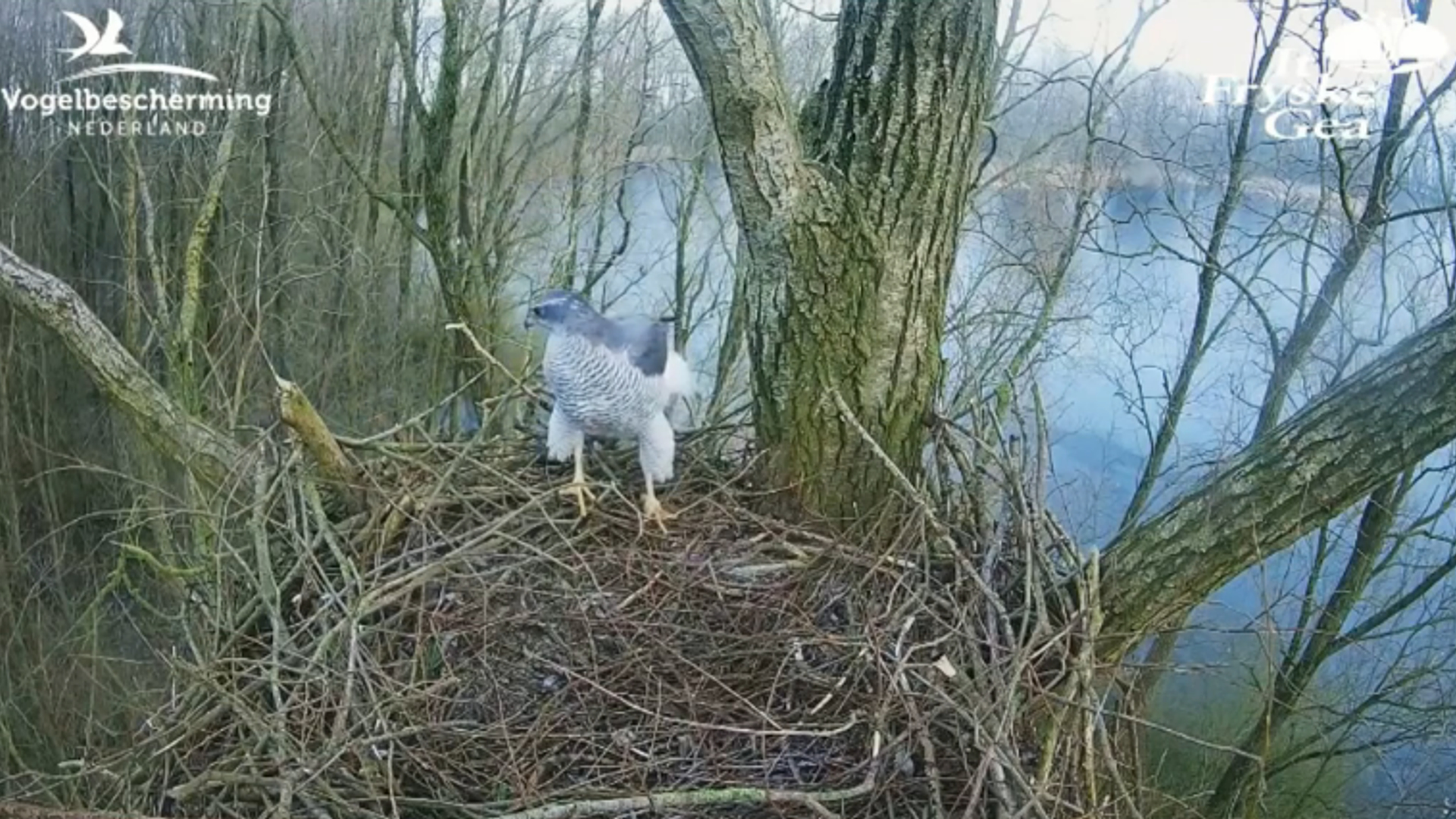 Havik op het zeearendnest