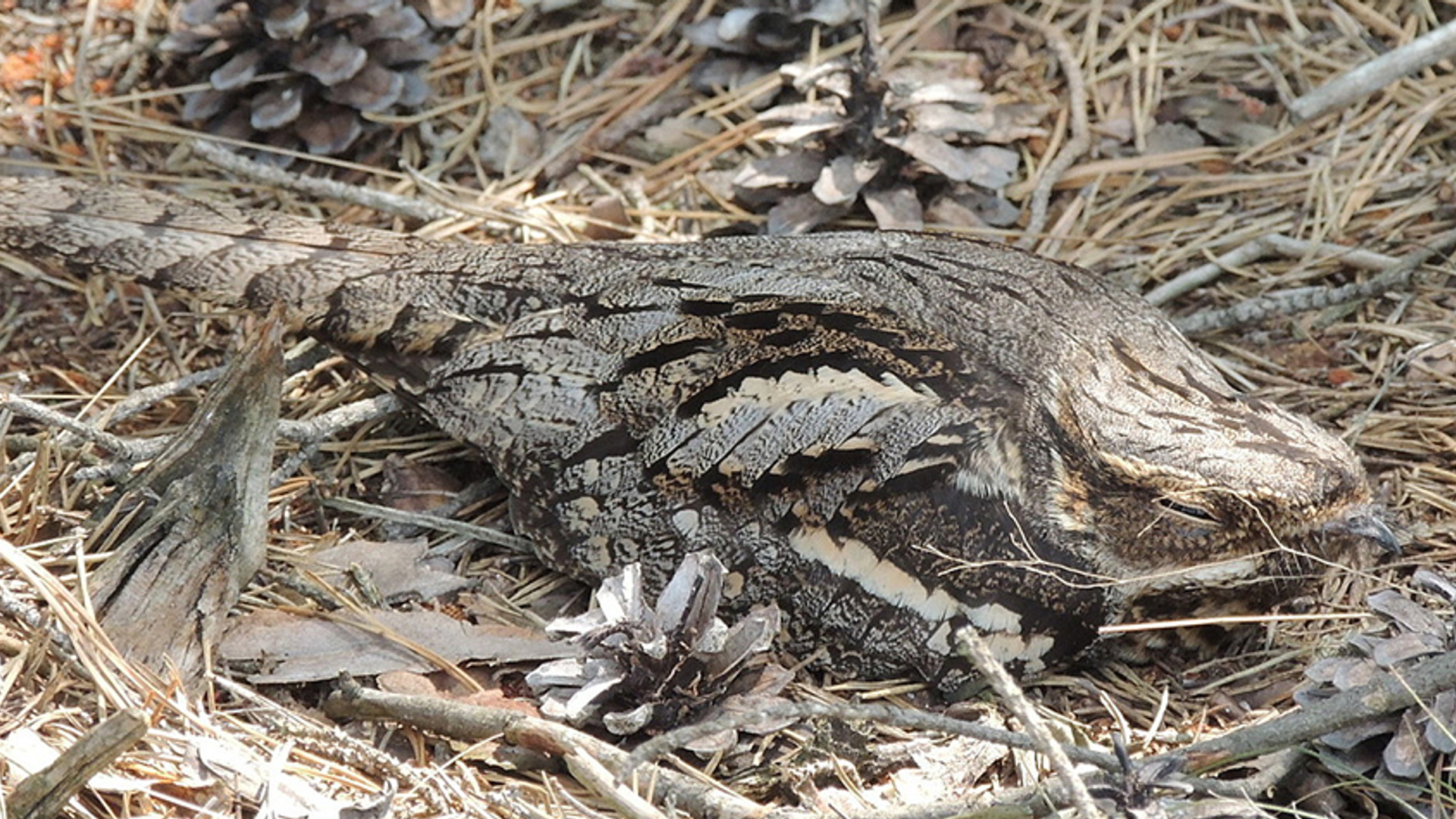 nachtzwaluw Posthumaar