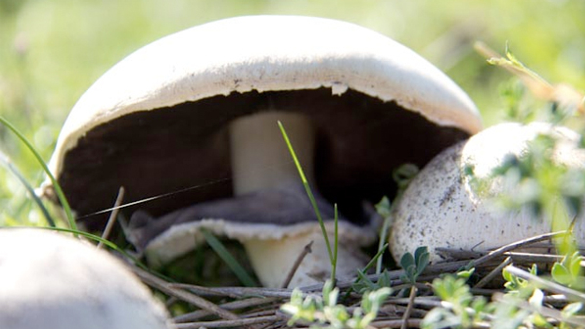 Weidechampignon_veenfeiko.jpg