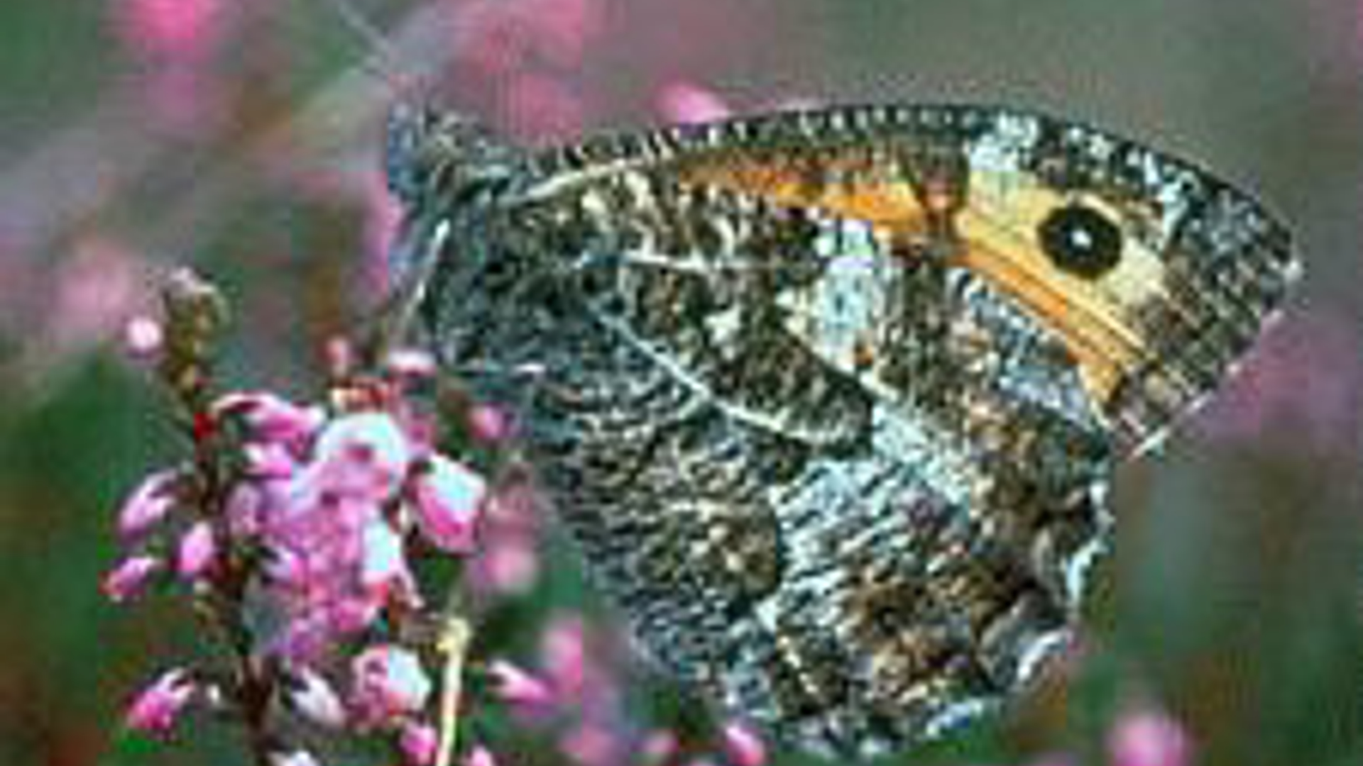 vv_newsimg_200608.jpg