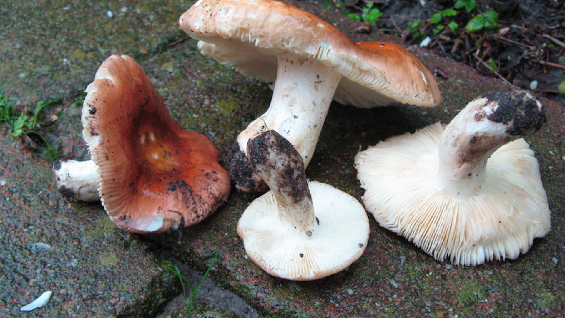 Russula macrocarpa--Martijn Oud (5)