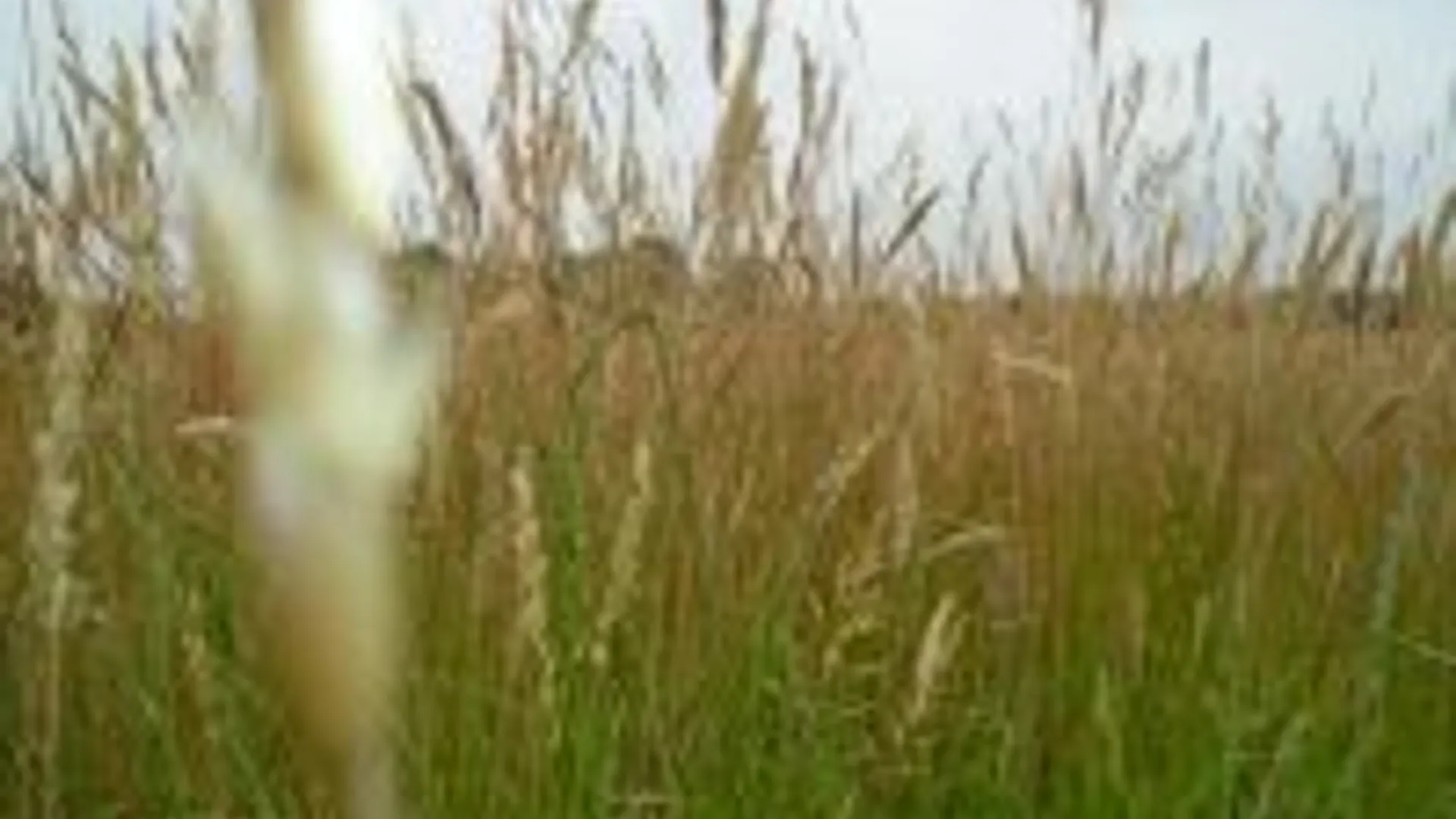 thumbnail_Natuurgras_zachte_witbol_Oosterbaan.jpg