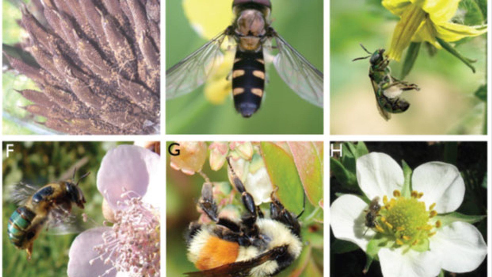 insecten.jpg