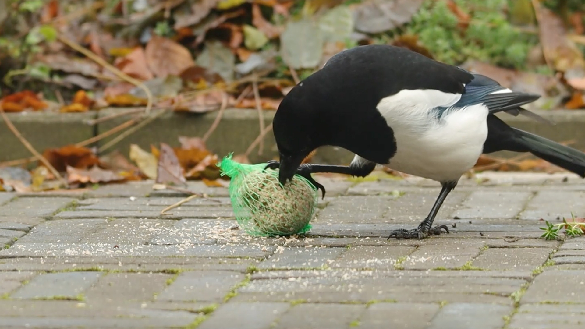 ekster jat vetbol voor website