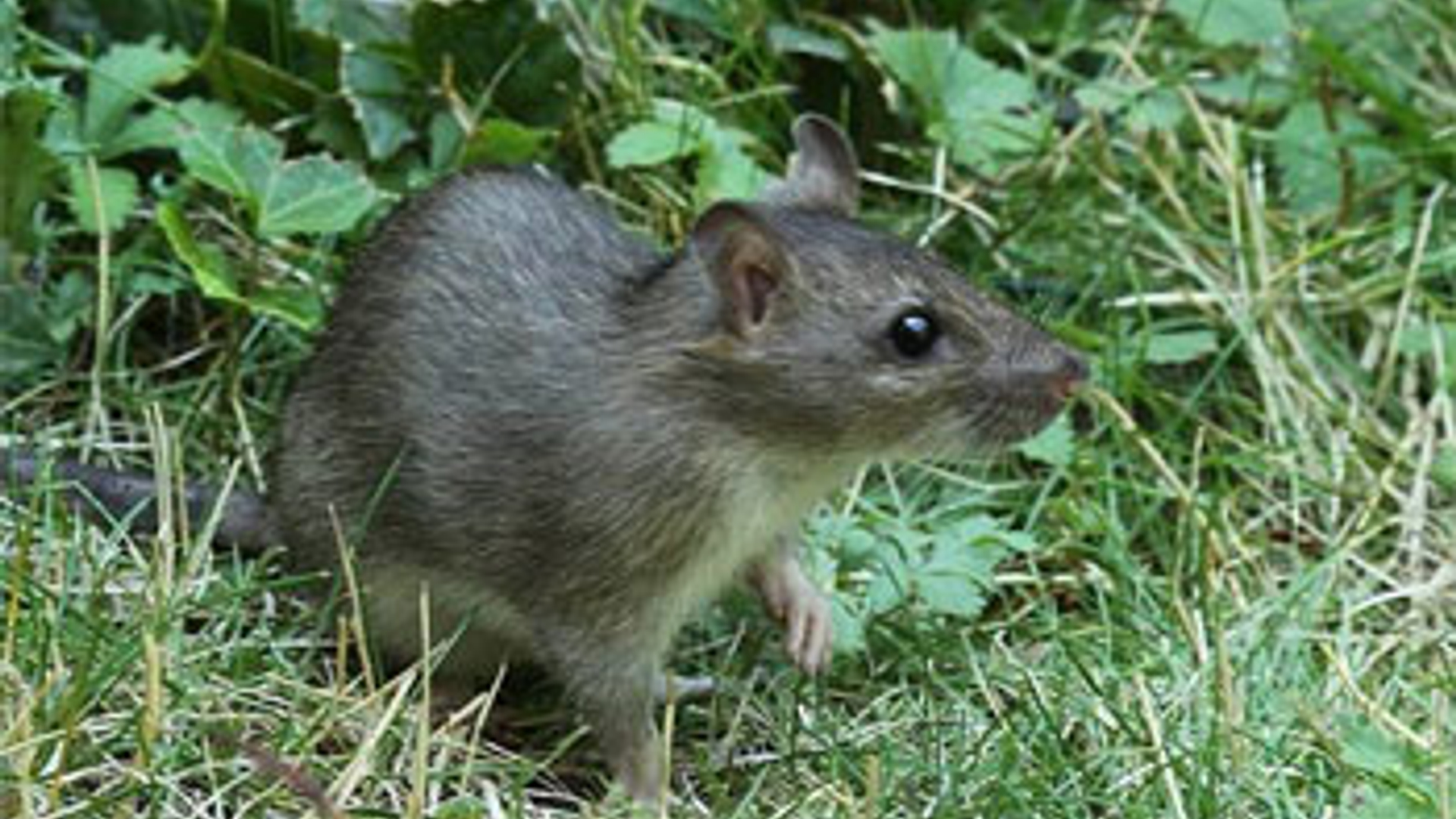 Bruine-rat_01.jpg