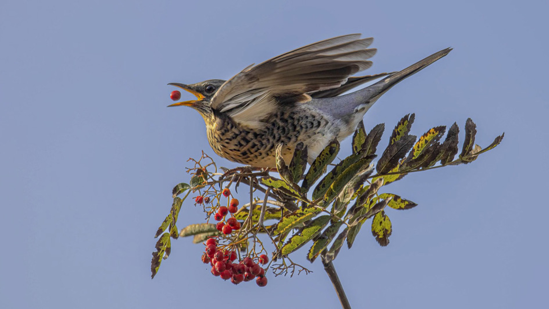 kramsvogels-en-hun-voorliefde-voor-bessen_653bba0224cd4_medium