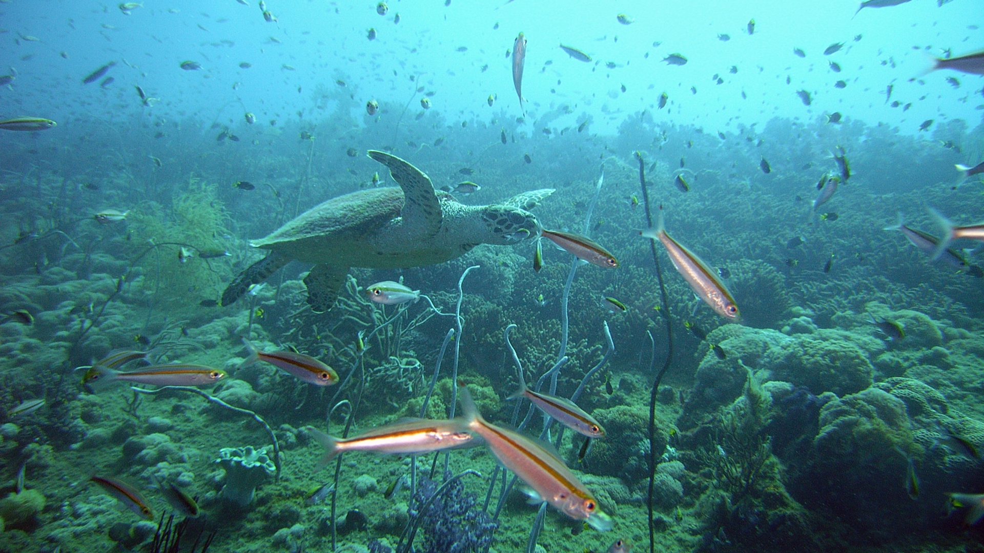 greatbarrierreef.jpg