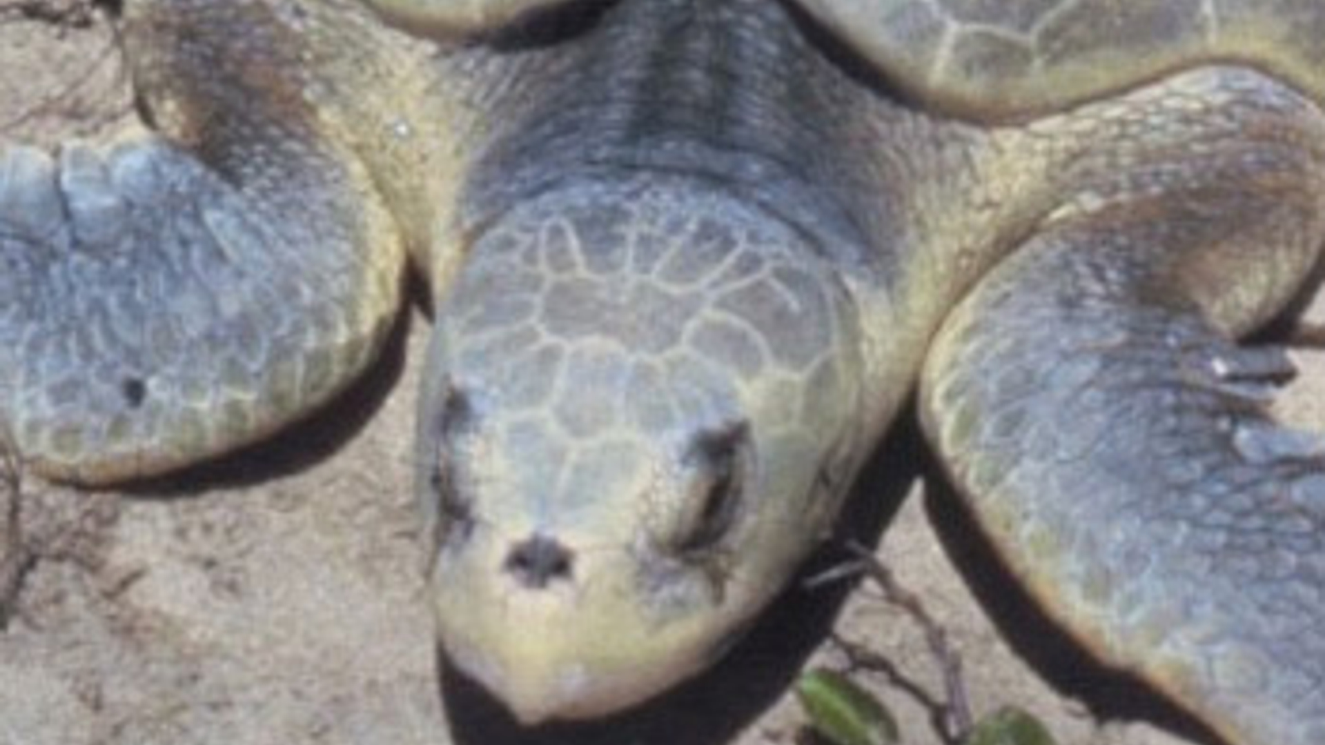 kemps_schildpad.jpg
