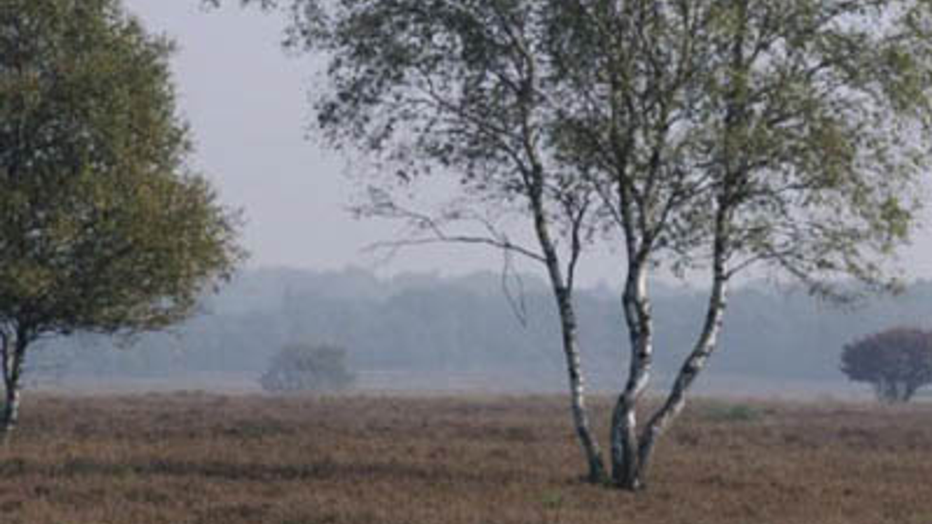 gooi.jpg