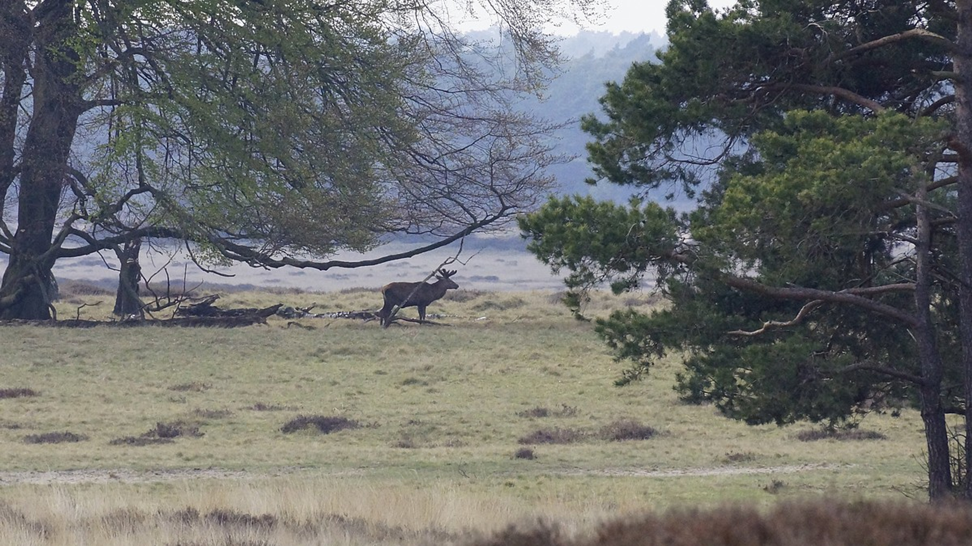 edelhert_veluwe.jpg