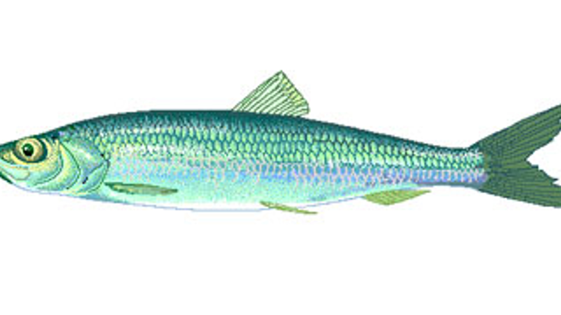 haring_04.jpg