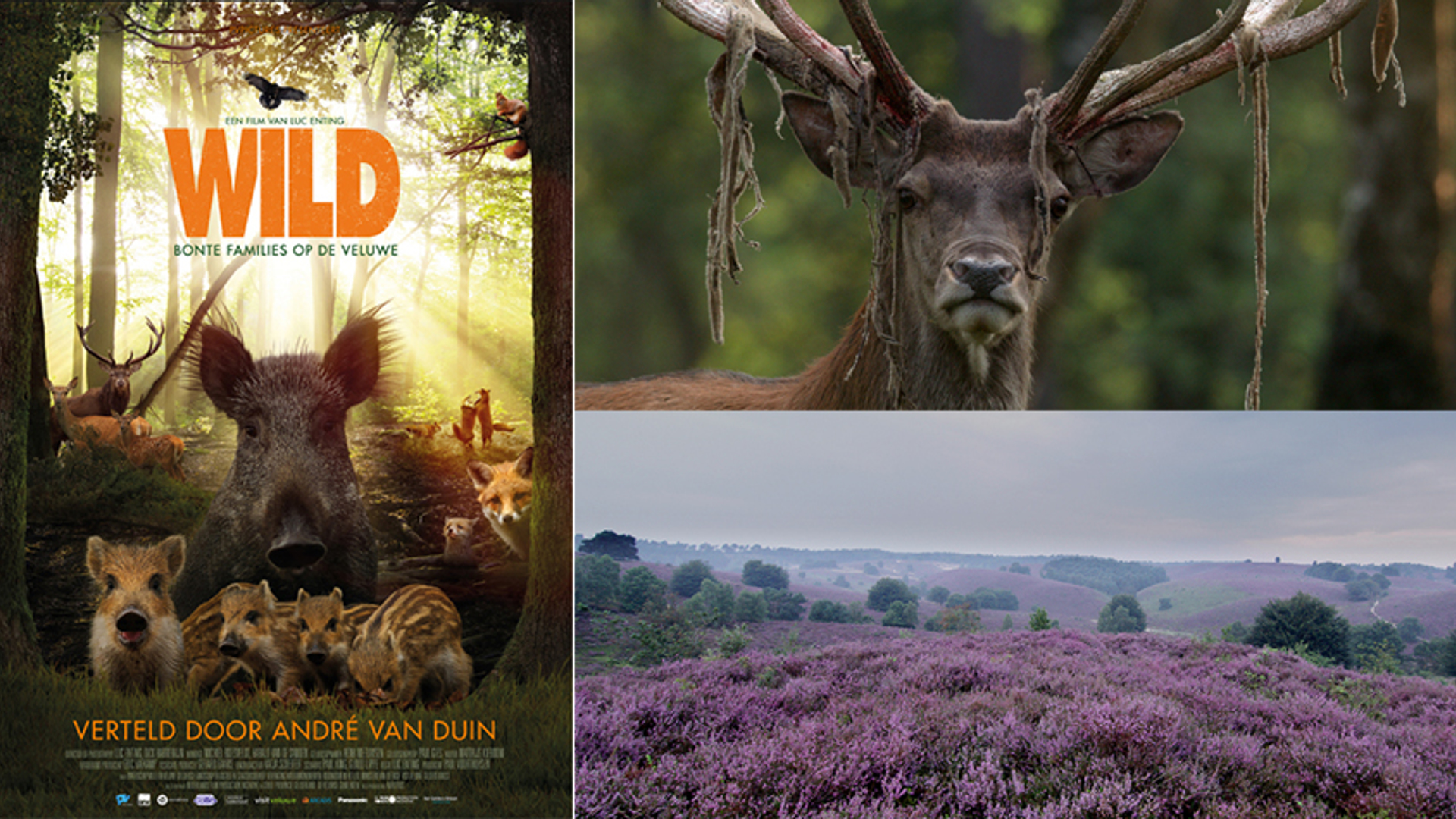 WILD, bonte families op de Veluwe