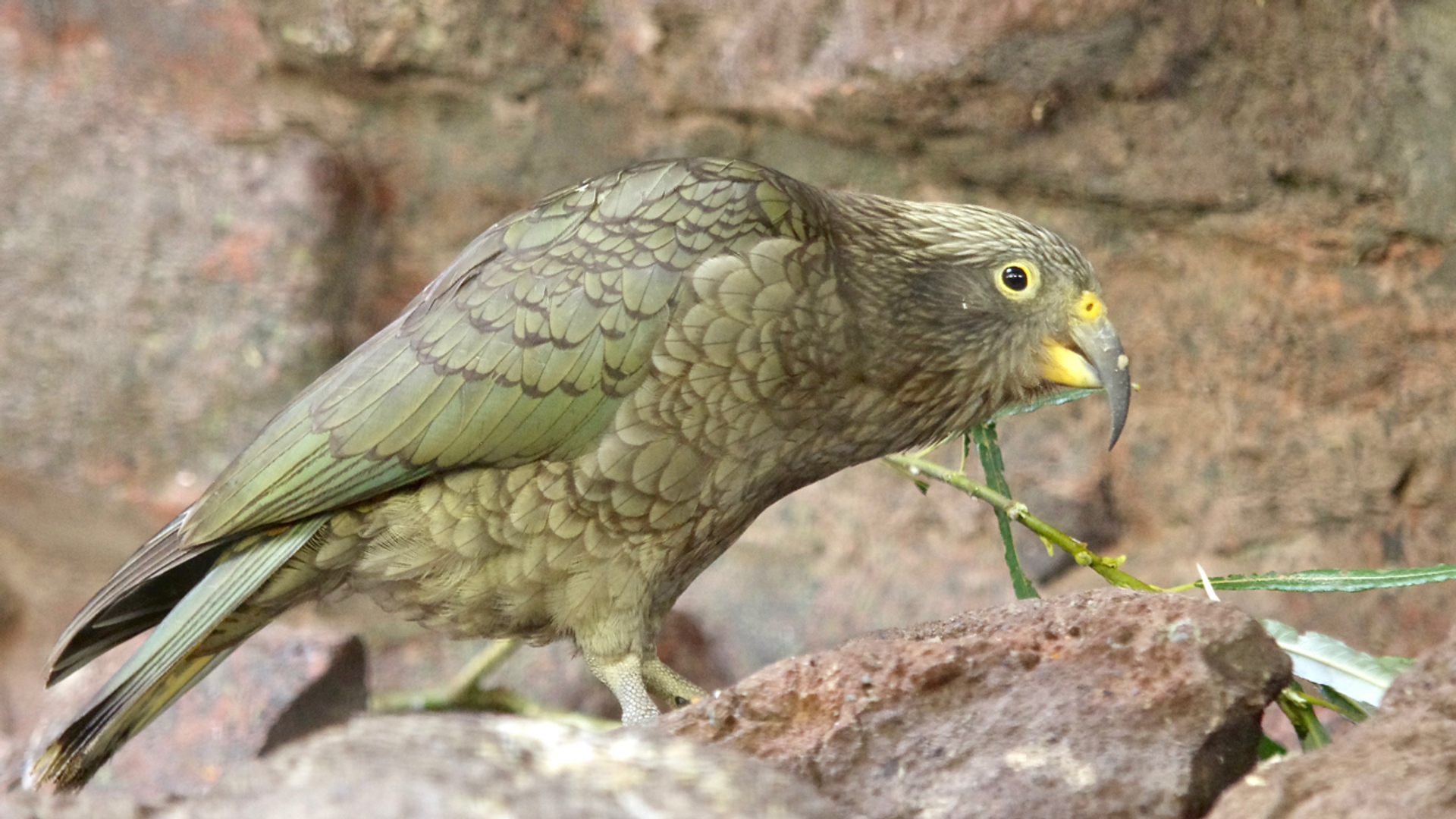 Kea