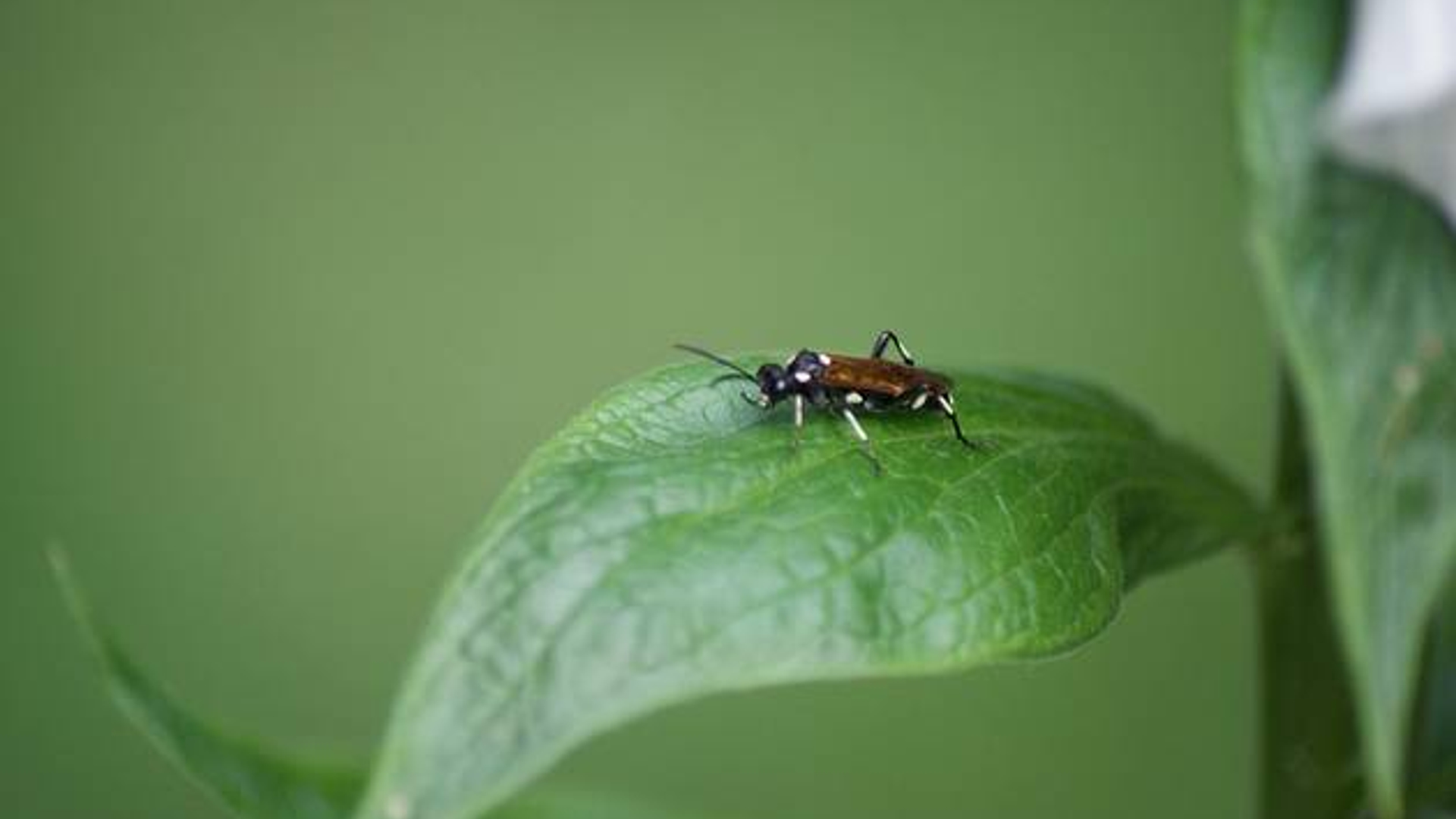 insect_ditucci.jpg