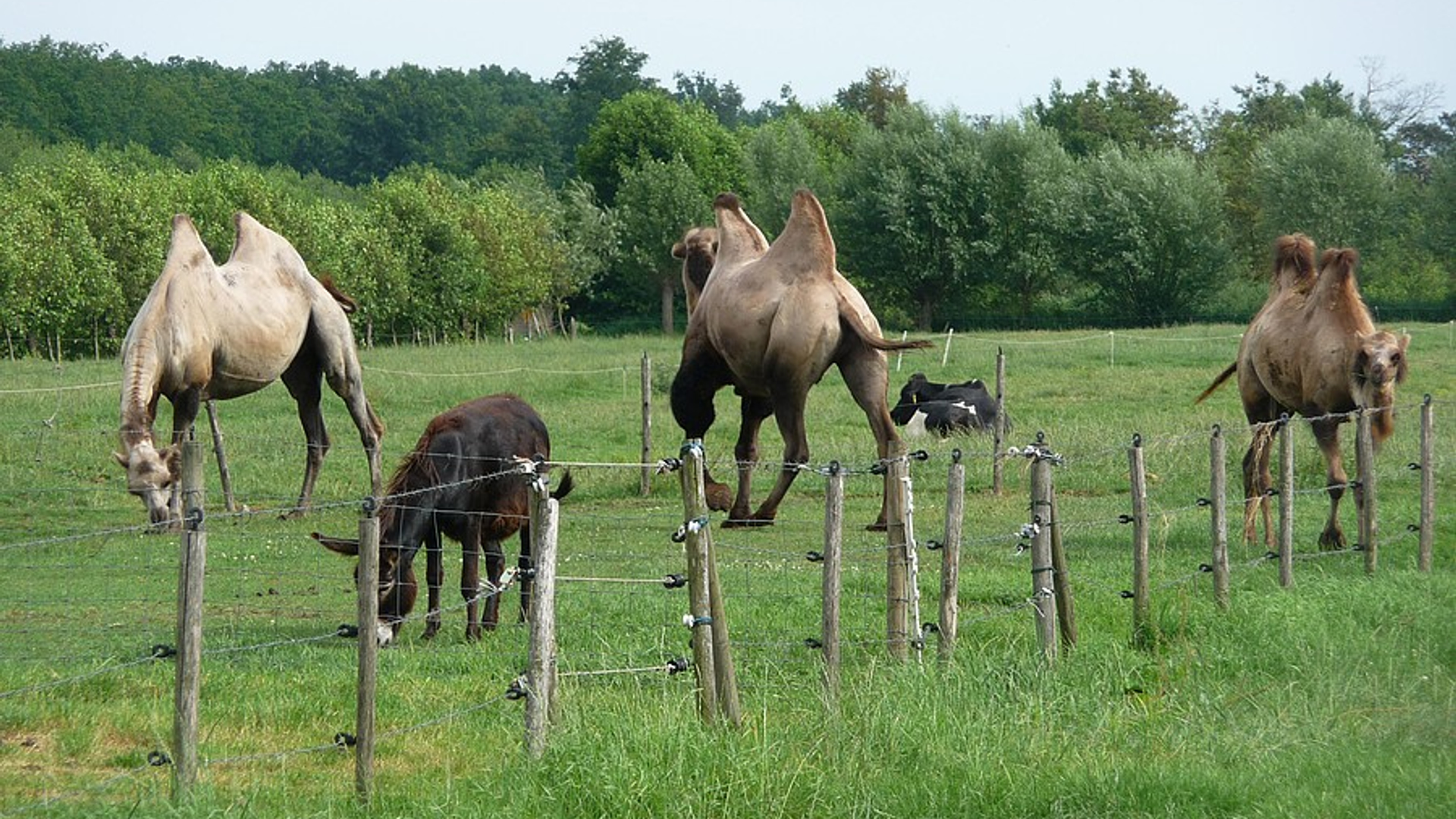 kamelen_veluwe.jpg
