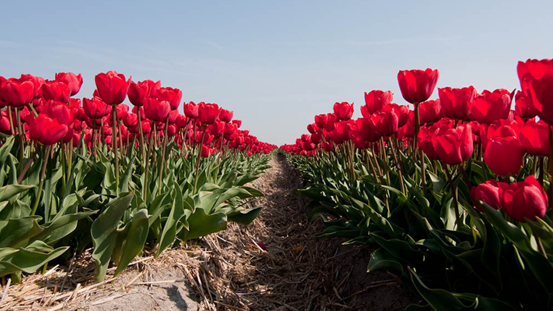 bollenveld urchje