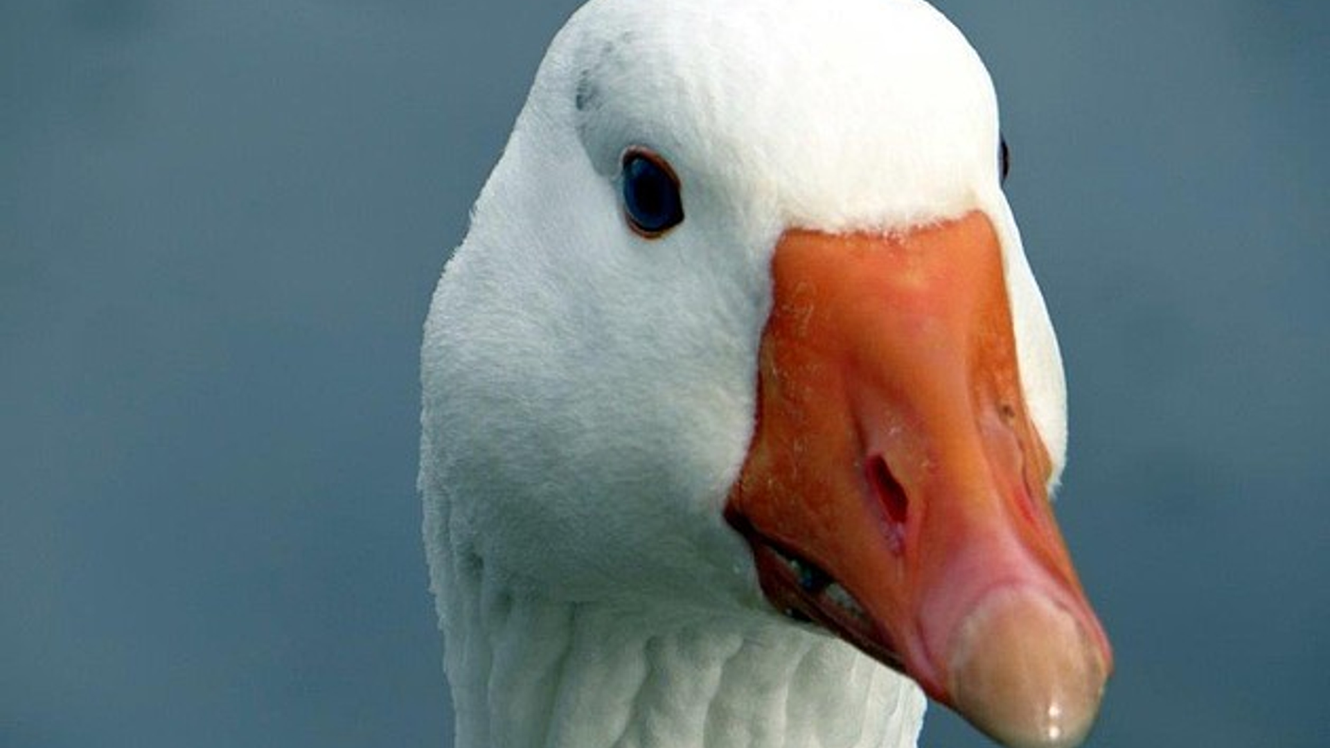 gans_20.jpg