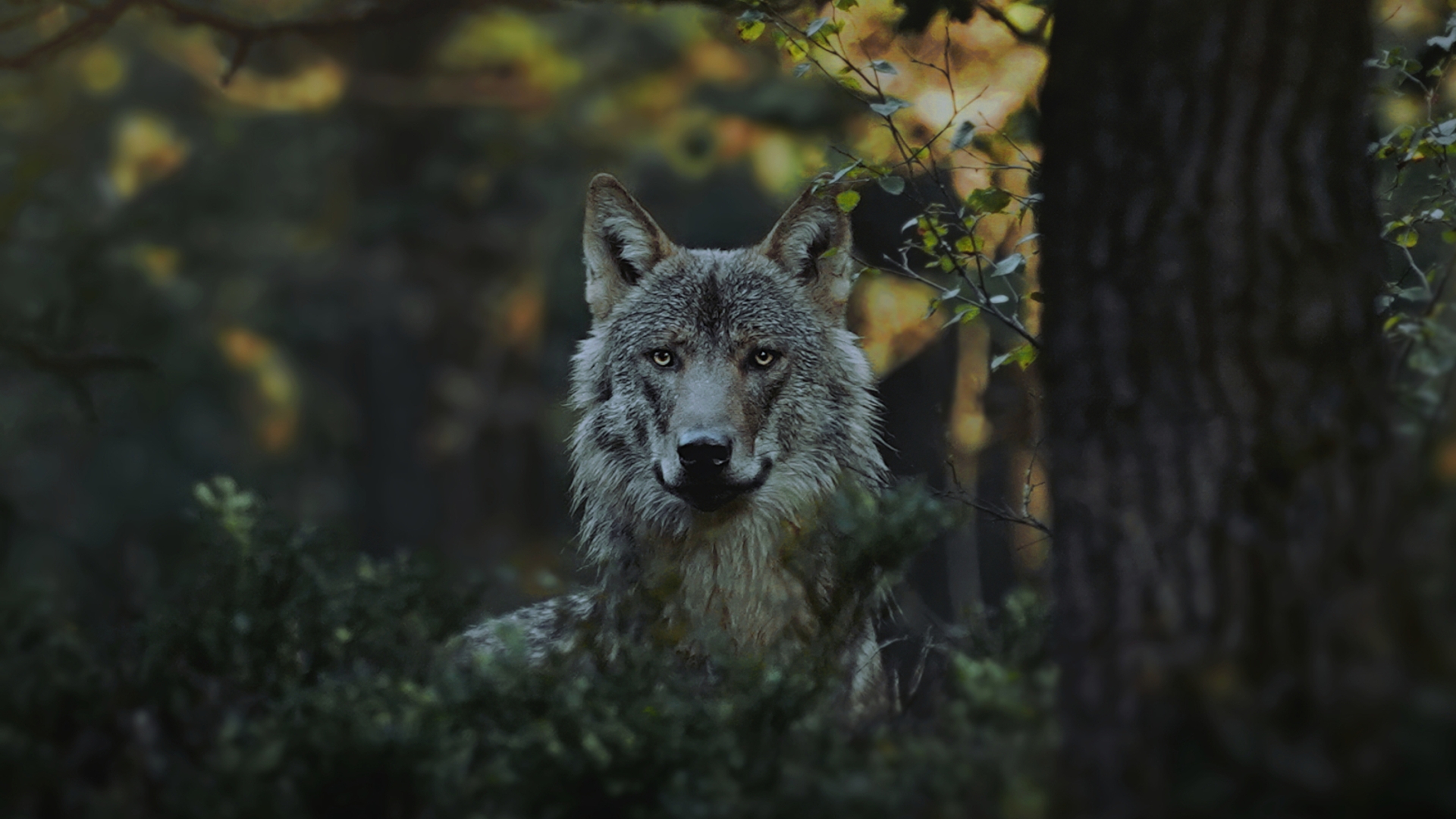Wolf - Veluwe
